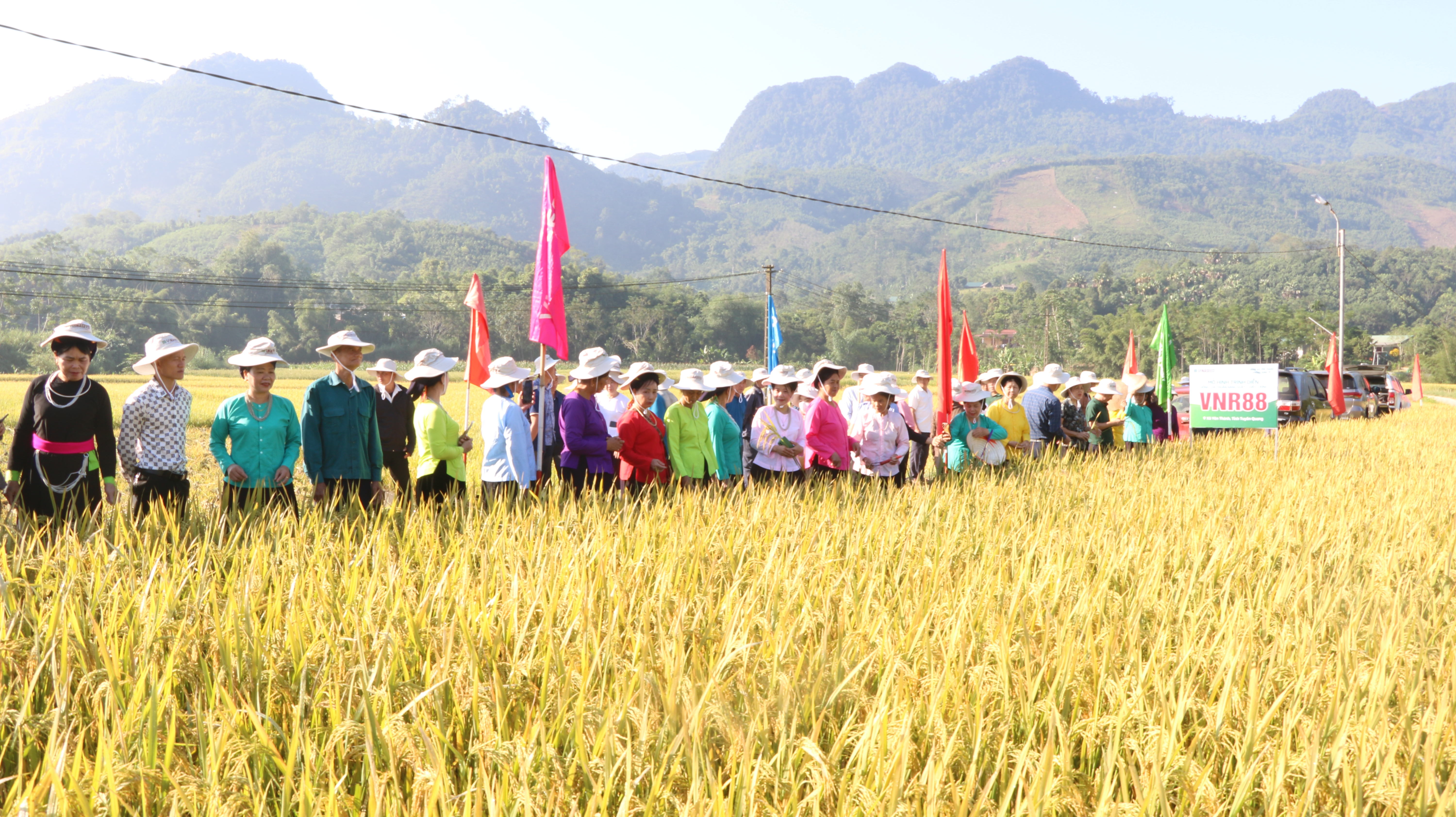 Hội nghị đầu bờ đánh giá các giống lúa thuần năng suất, chất lượng 