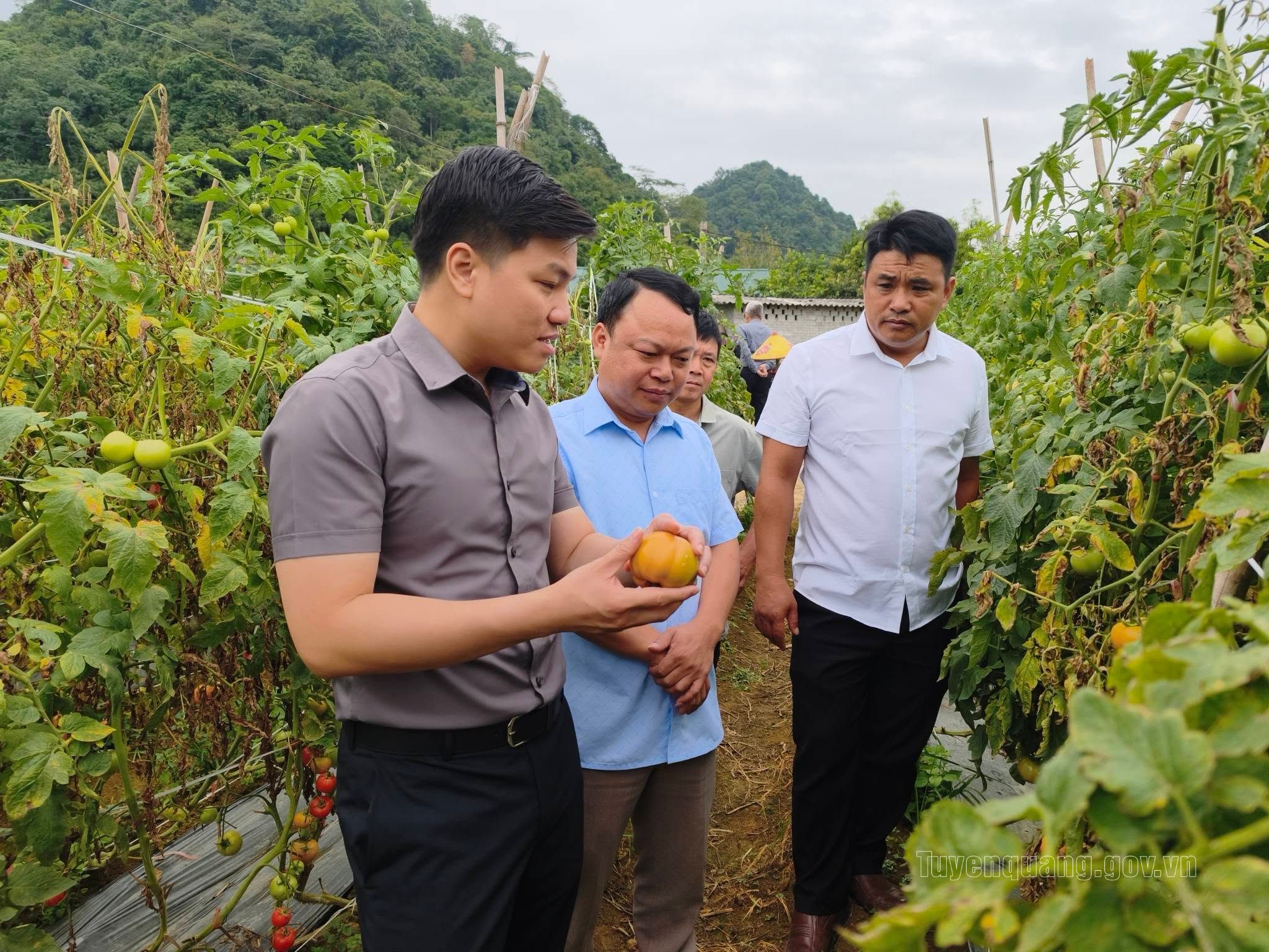 Quản Bạ: Chuyển đổi cây trồng - mở hướng làm giàu trên vùng đá