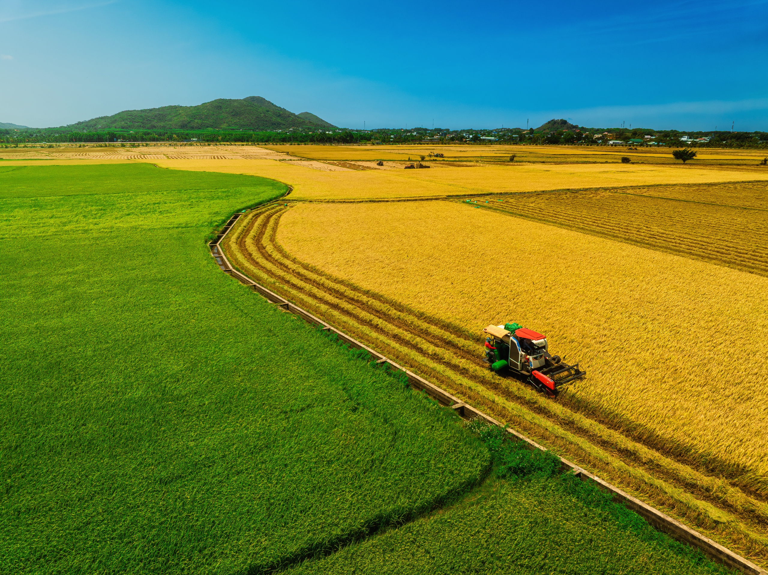 Cánh đồng lúa hai màu xanh - vàng ở TP.HCM vào mùa đẹp nhất, như bức tranh đồng quê