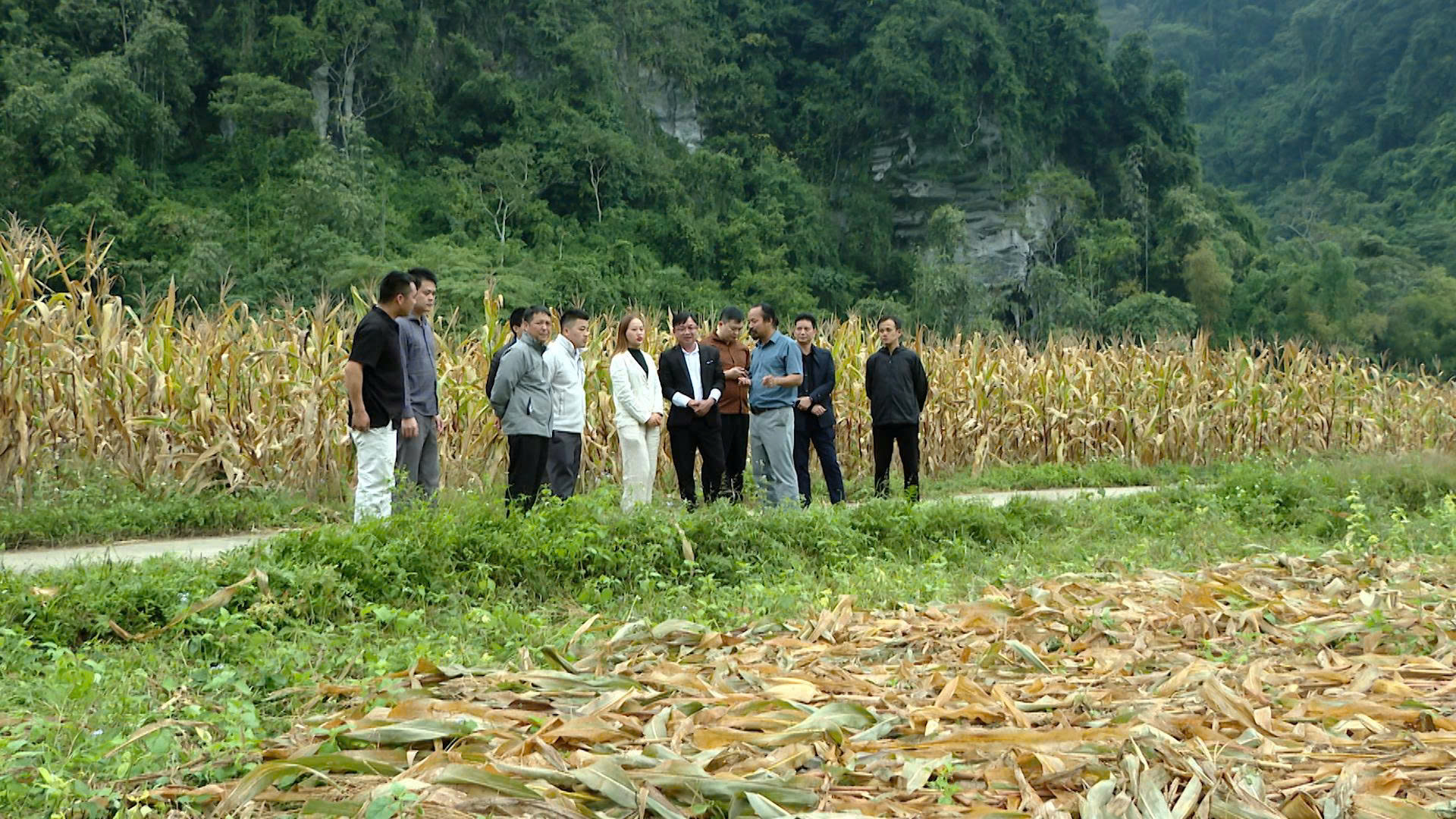 Khảo sát thực tế trồng sâm khoai, cây lanh và cây dược liệu tại xã Lâm Bình