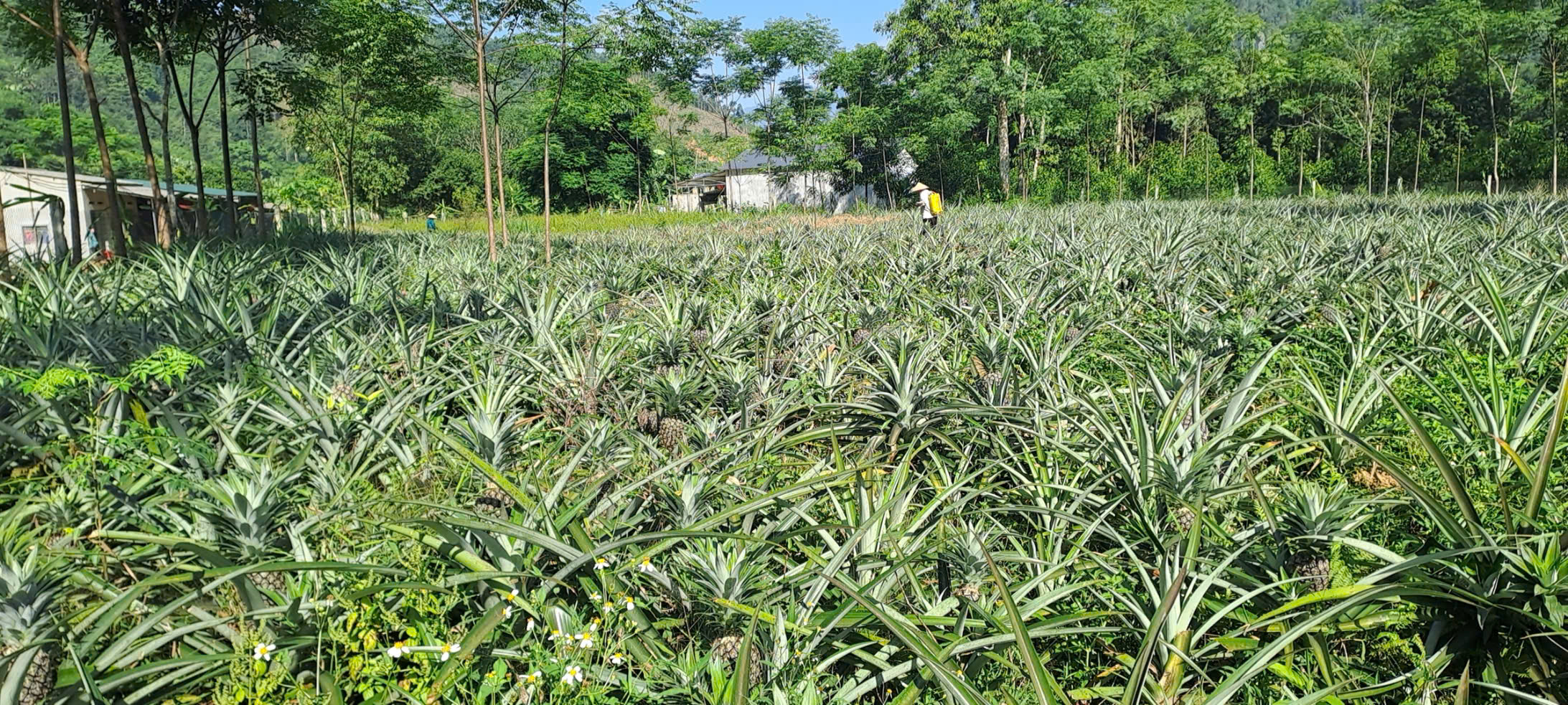 Hiệu quả kinh tế từ mô hình trồng dứa tại Thôn Bản Lầu xã Phú Linh