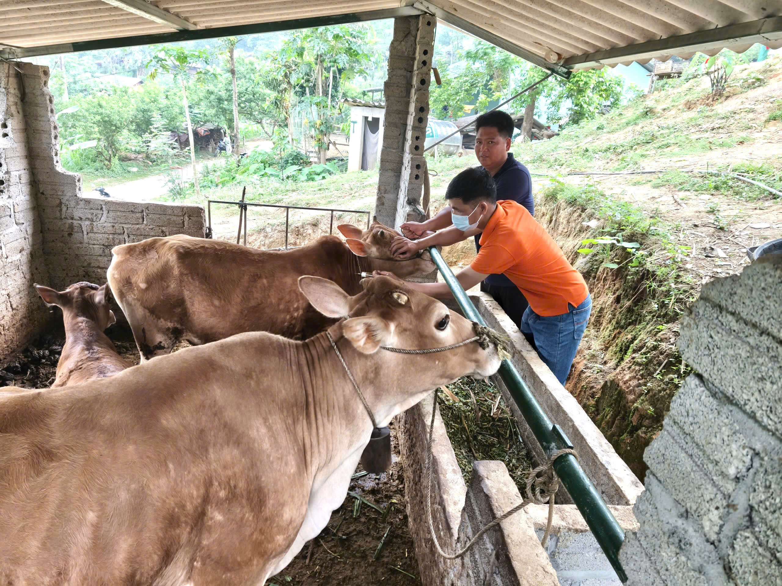 Thuận Hòa tiêm phòng vắc xin lở mồm long móng cho đàn gia súc