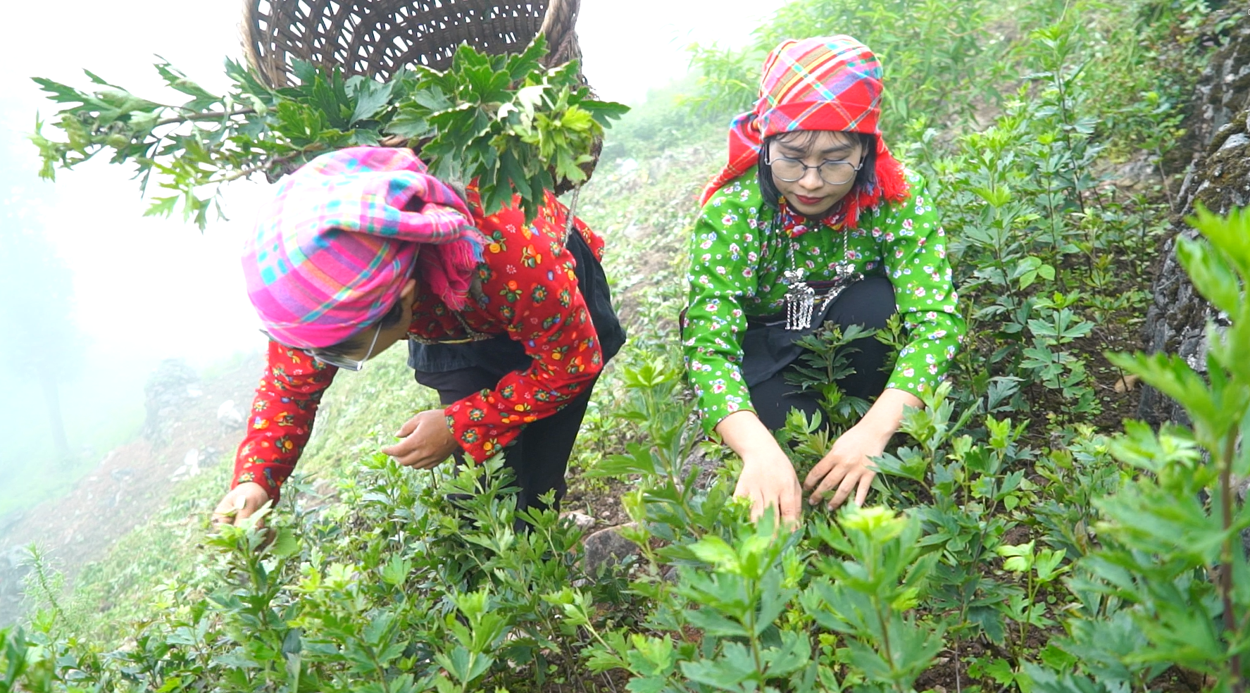 Cây ấu tẩu mở hướng phát triển kinh tế ở Tùng Vài