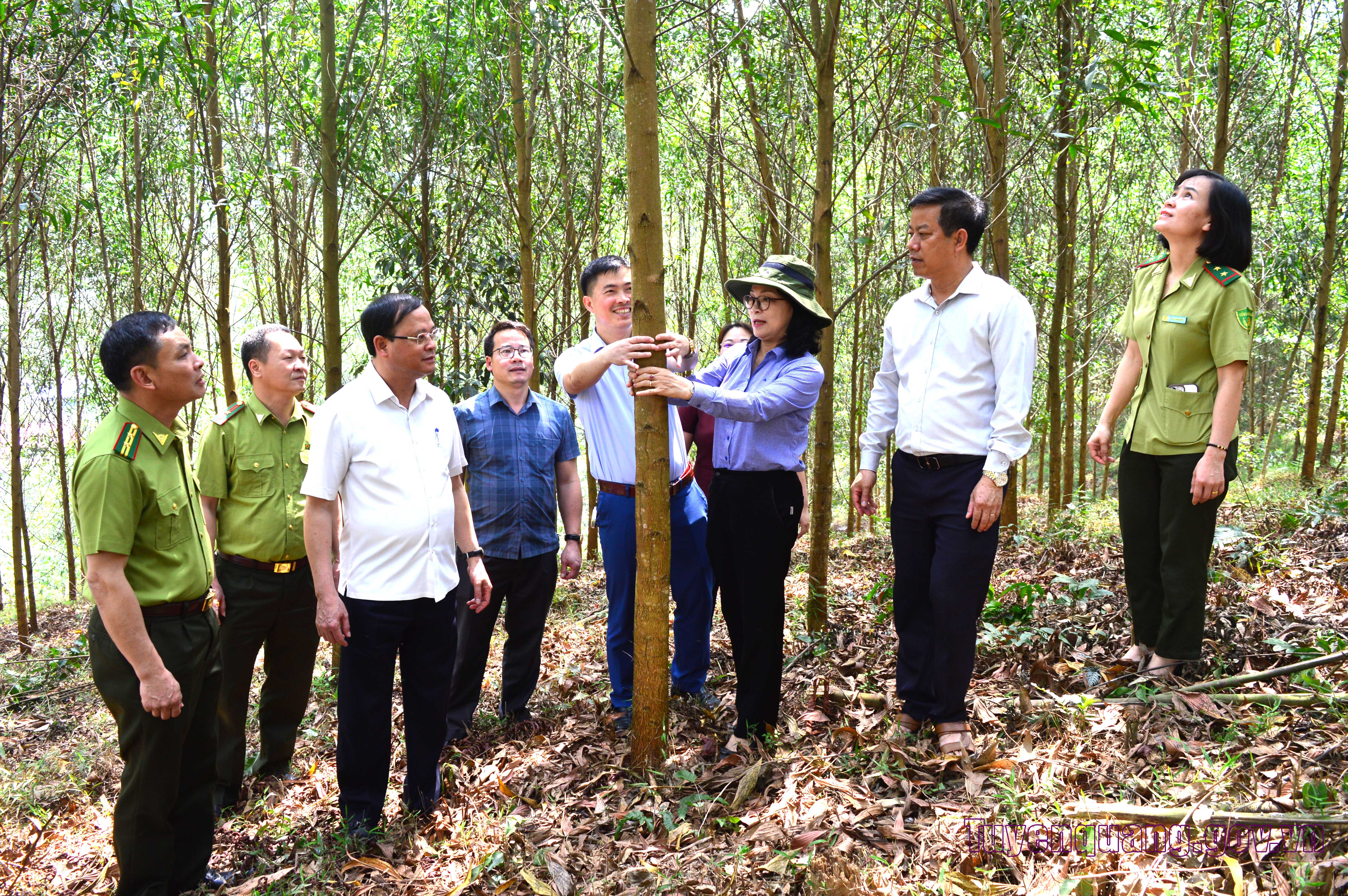 Đẩy mạnh phát triển rừng theo tiêu chuẩn FSC