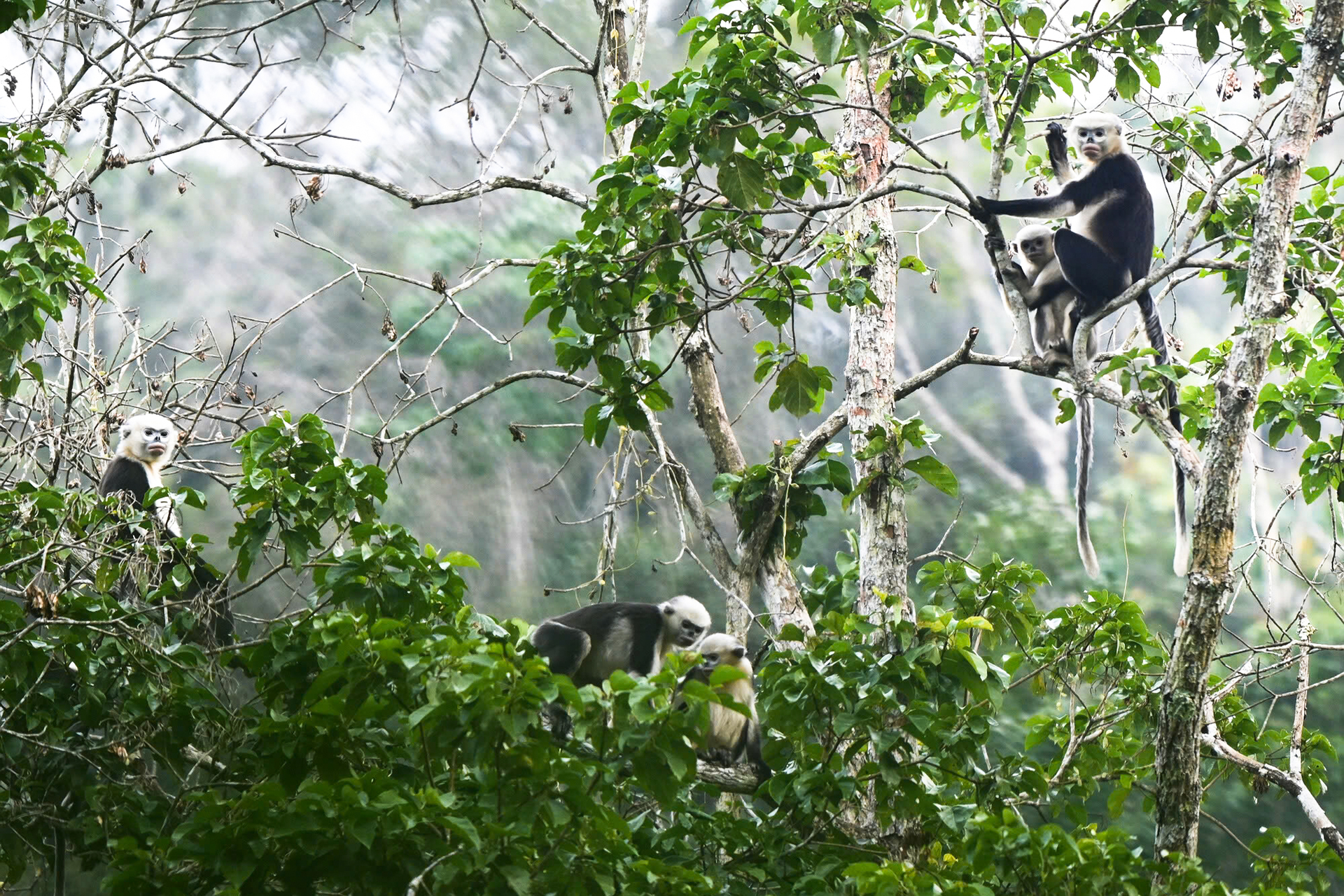 Hình ảnh loài voọc mũi hếch quý hiếm nhất thế giới tại Tuyên Quang