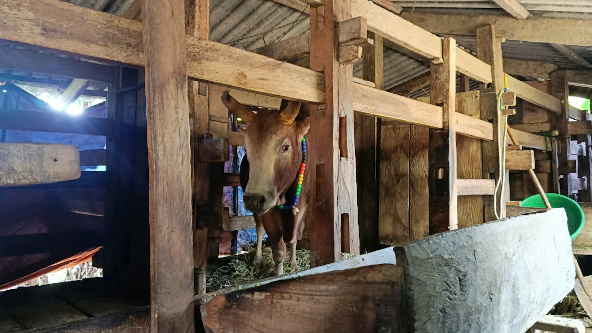 Xã Yên Hoa chủ động phòng, chống đói, rét cho đàn gia súc vụ Đông - Xuân năm 2025 - 2026