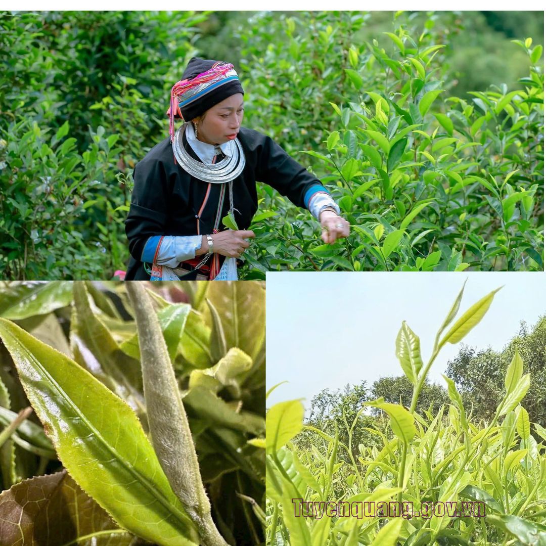 Đặc sản Chè Shan tuyết trên dải Tây Côn Lĩnh (Tuyên Quang)