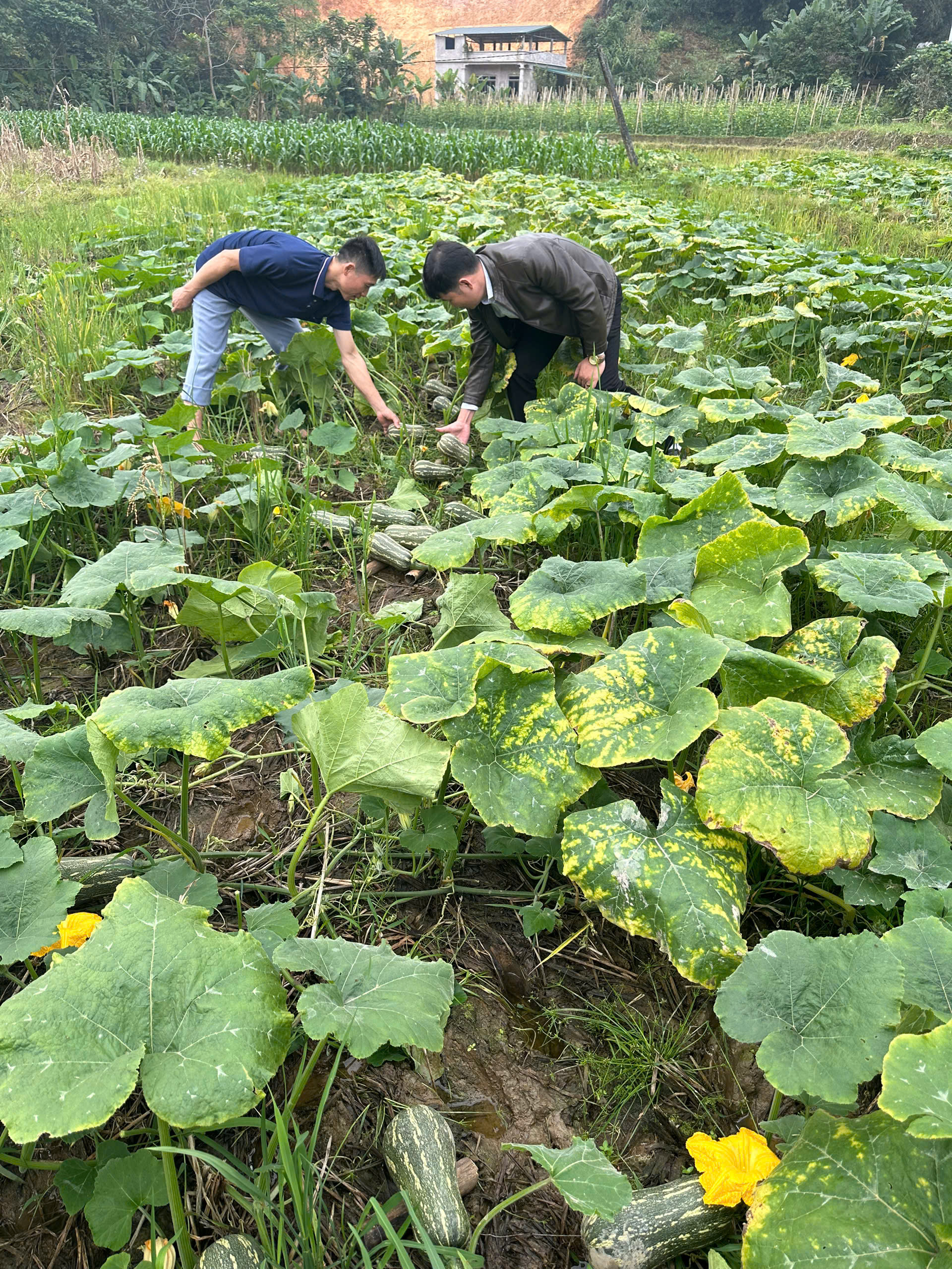 Bí đỏ giống cây trồng mới hứa hẹn mang lại hiệu quả kinh tế cao cho nhiều hộ dân ở Hoà An.
