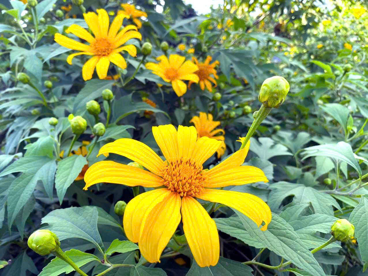 Mùa hoa Dã Quỳ nở rực, điểm tô sắc vàng cho phố núi Hà Giang 2