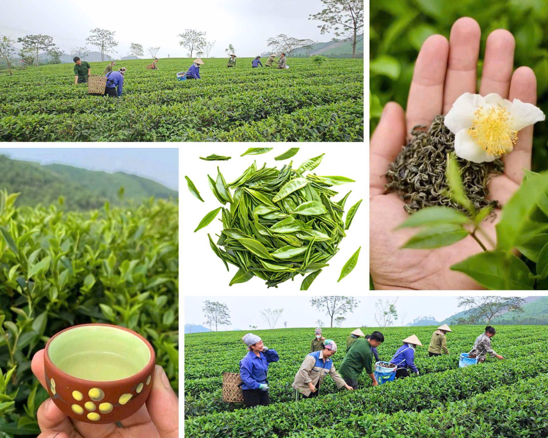 Đổi thay trên vùng chè Đồng Tâm (Dân vận khéo tạo chuỗi liên kết, nâng tầm giá trị chè VietGAP)