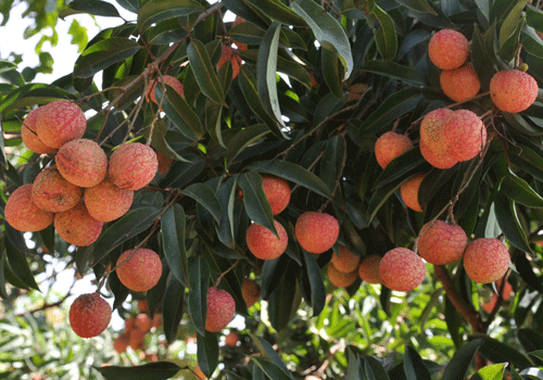 CHĂM SÓC, PHÒNG TRỪ SÂU BỆNH HẠI TRÊN CÂY NHÃN, VẢI NĂM 2026