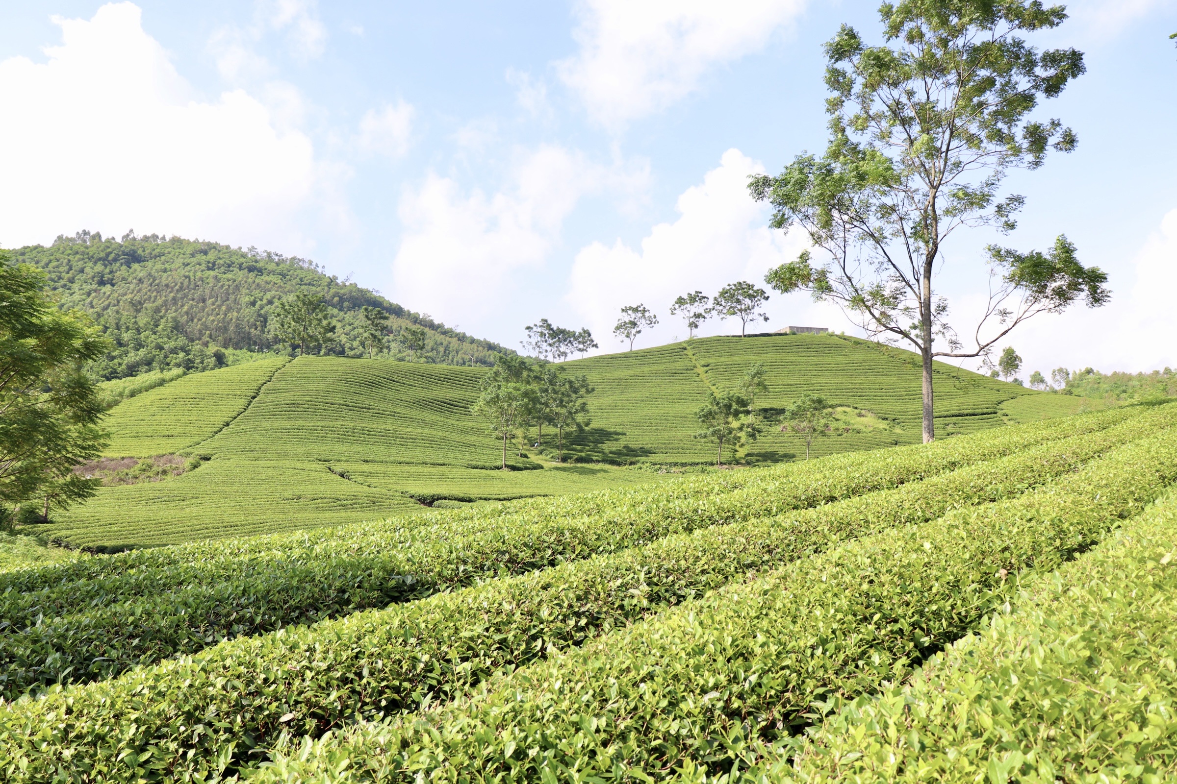 Chàng trai Gen Z khởi nghiệp với chè Vietgap xã Nhữ Khê 