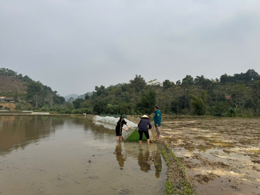 thăm ruộng 22.jpg