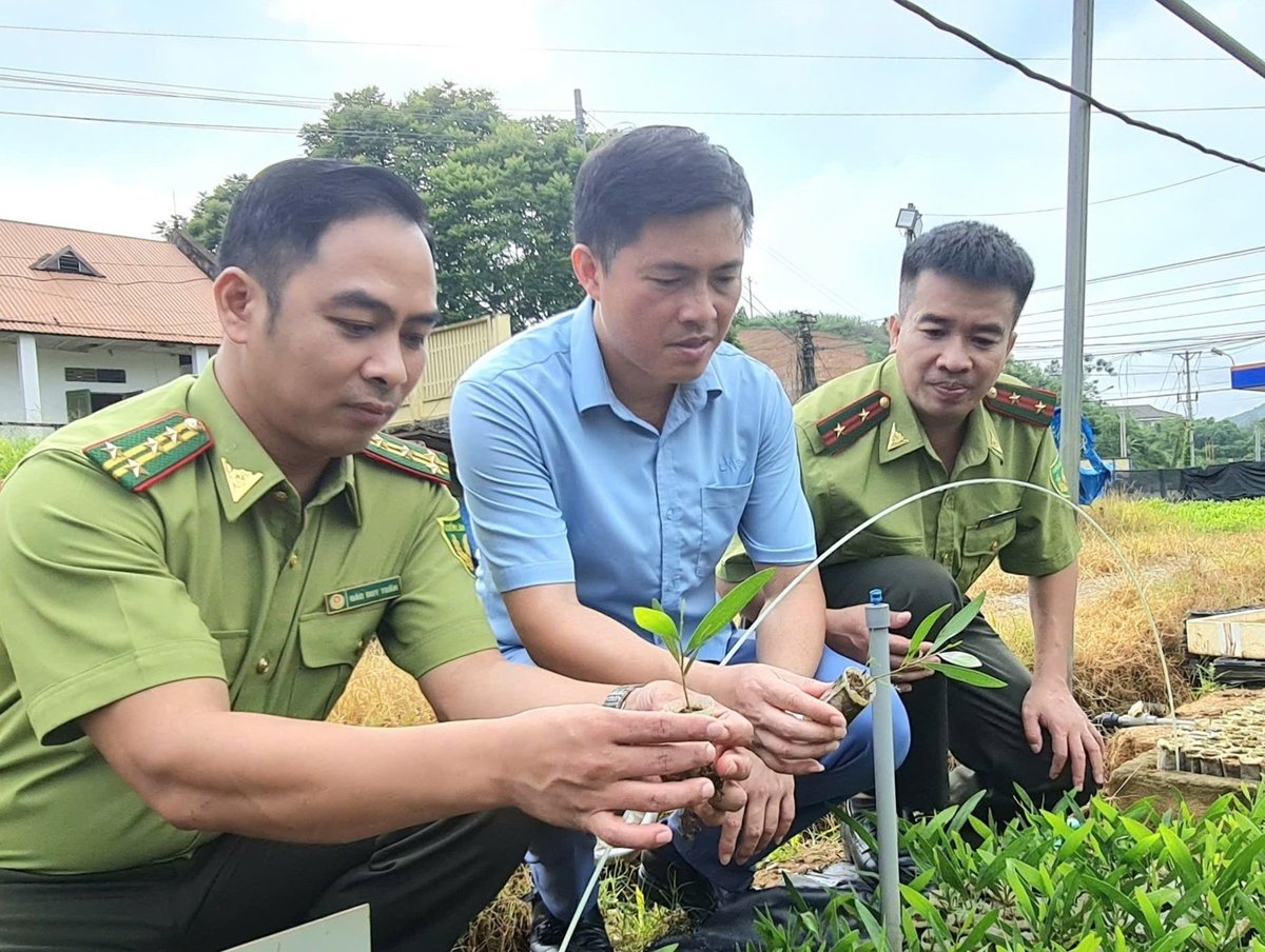 Tuyên Quang duy trì độ che phủ rừng tốp đầu cả nước