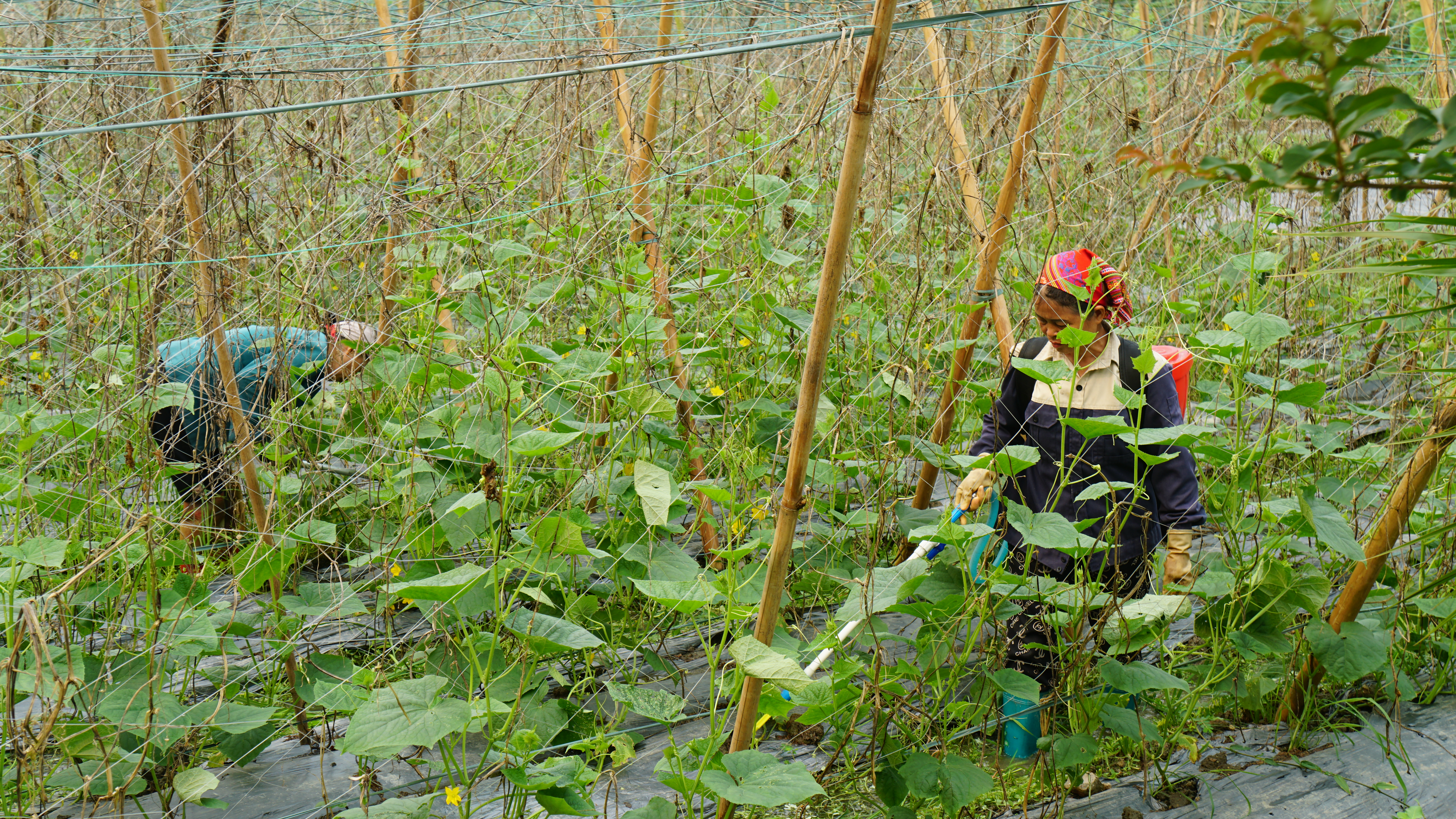 Xuân Giang rộn ràng vụ dưa chuột Xuân 2026: Nhân rộng mô hình từ "quả ngọt" vụ Đông