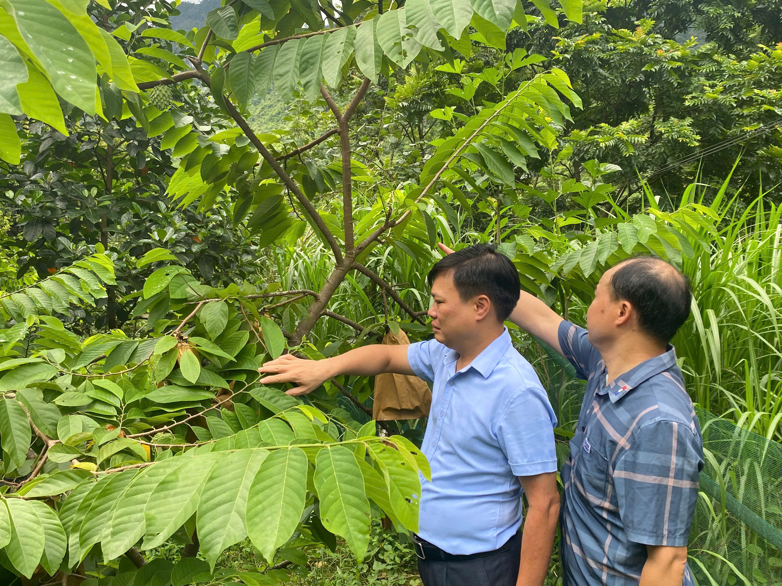 LÃNH ĐẠO XÃ CÁN TỶ THĂM MÔ HÌNH TRỒNG CÂY NA TẠI THÔN ĐẦU CẦU II