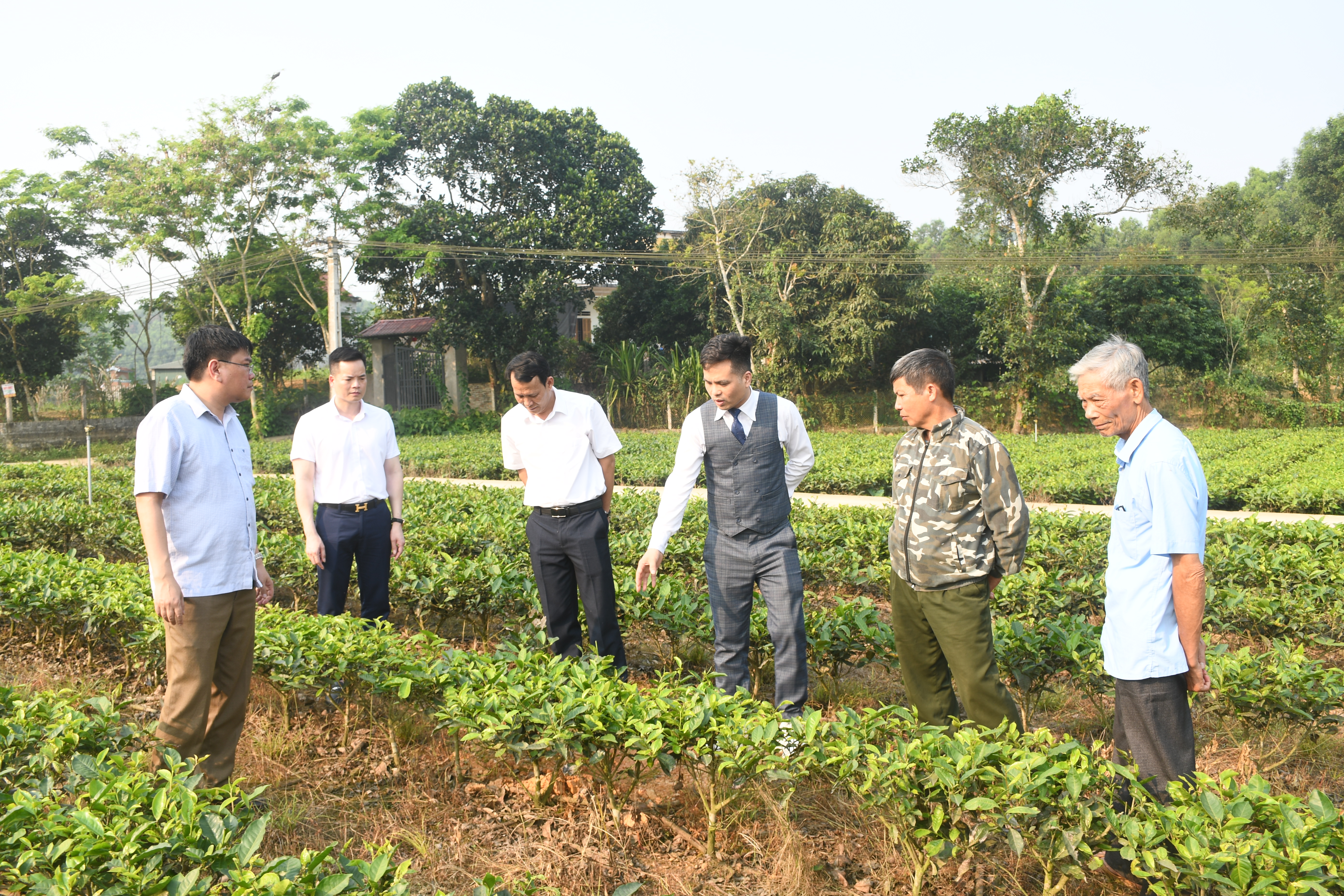 XÃ THÁI HÒA THÀNH LẬP CÂU LẠC BỘ TRỒNG CÂY MẮC CA NĂM 2026