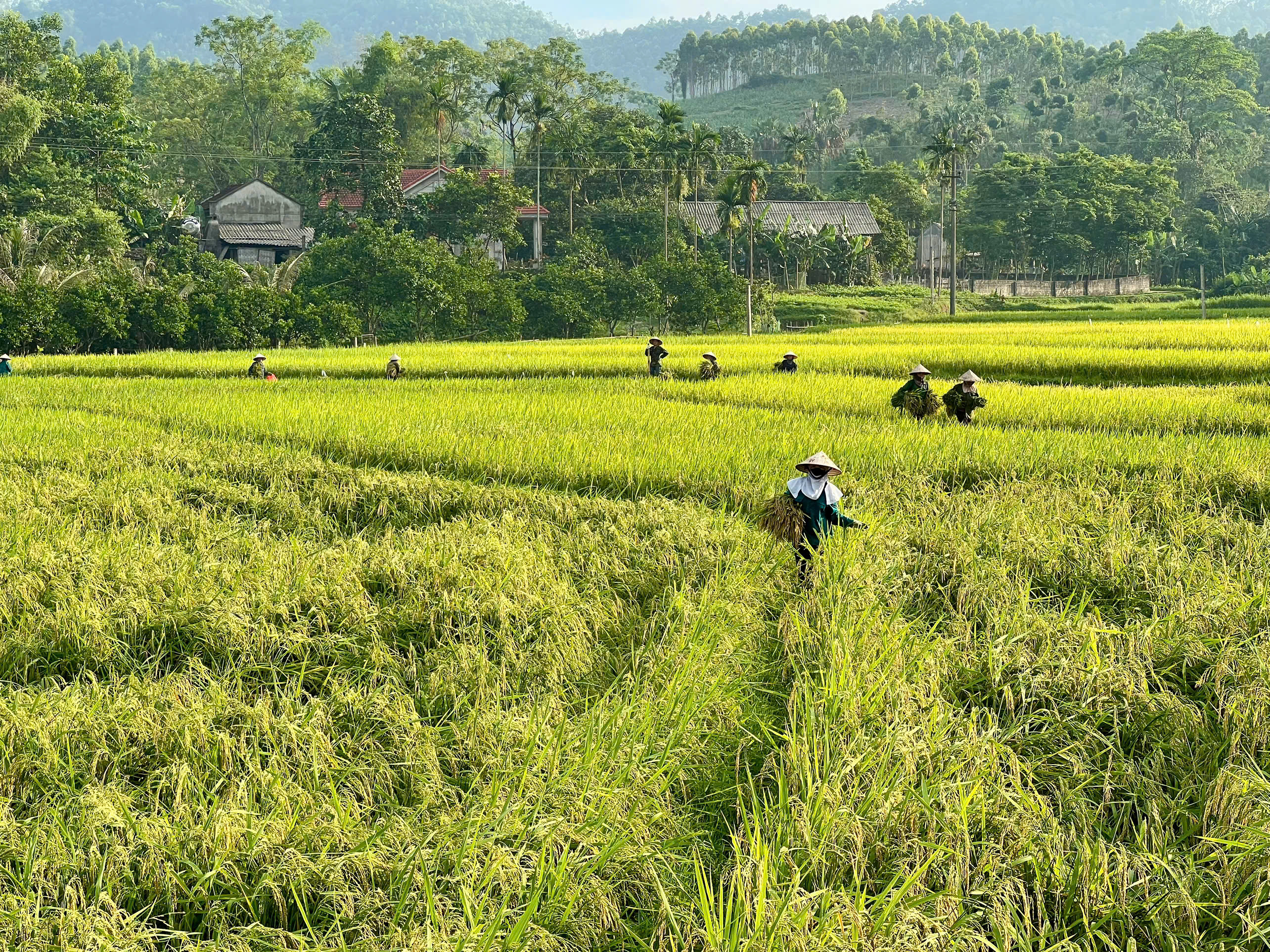 NHÂN DÂN TÍCH CỰC THU HOẠCH VỤ MÙA, CHỦ ĐỘNG KHẮC PHỤC ẢNH HƯỞNG THIÊN TAI VÀ SÂU BỆNH
