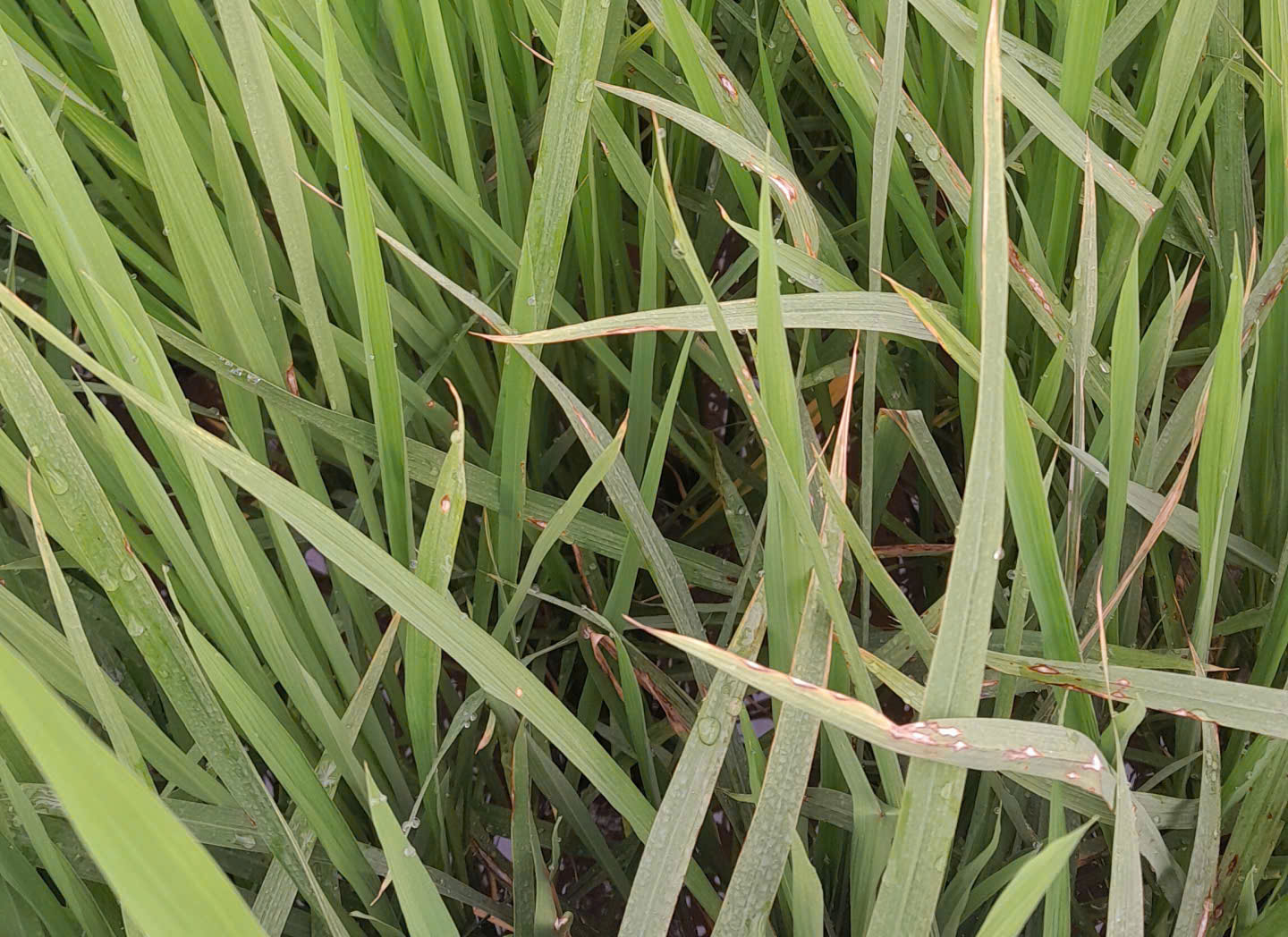 Chủ động phòng trừ rầy nâu, rầy lưng trắng lứa 3 bảo vệ lúa xuân