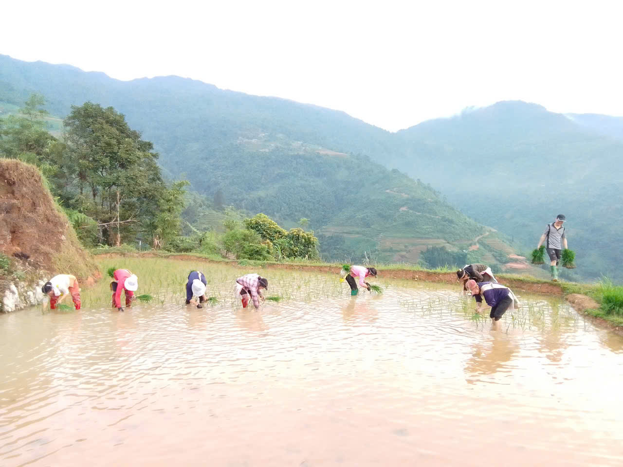 BÀ CON XÃ THƯỢNG SƠN ĐẨY NHANH TIẾN ĐỘ SẢN XUẤT VỤ MÙA