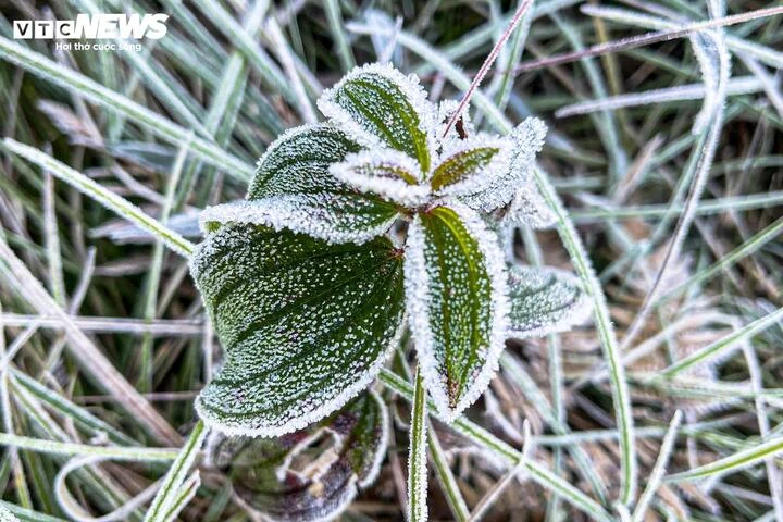 Y Tý xuất hiện băng giá, những tán cây rừng đẹp kỳ ảo