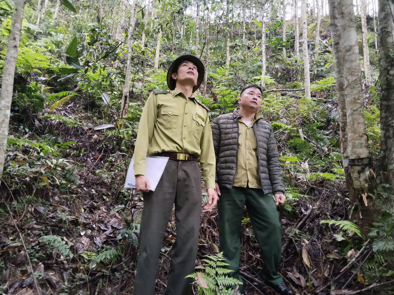 Tân Quang rà soát, đề xuất kế hoạch trồng rừng thay thế đợt 2 năm 2026