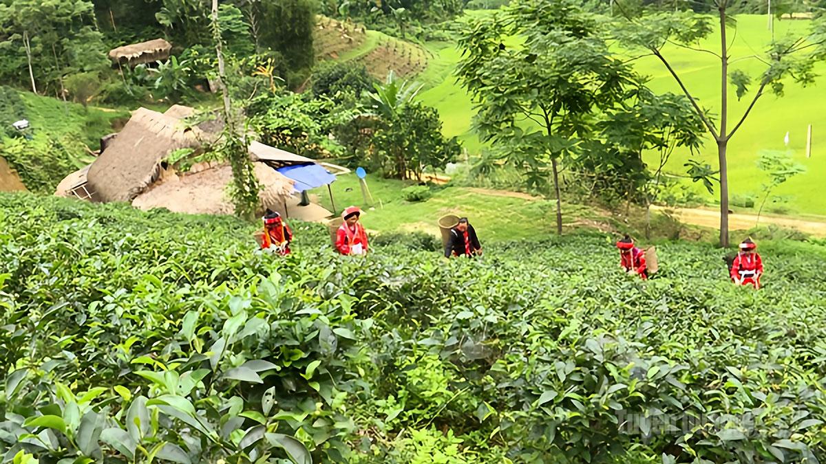 Nâng tầm giá trị chè Pà Thẻn xã Tri Phú