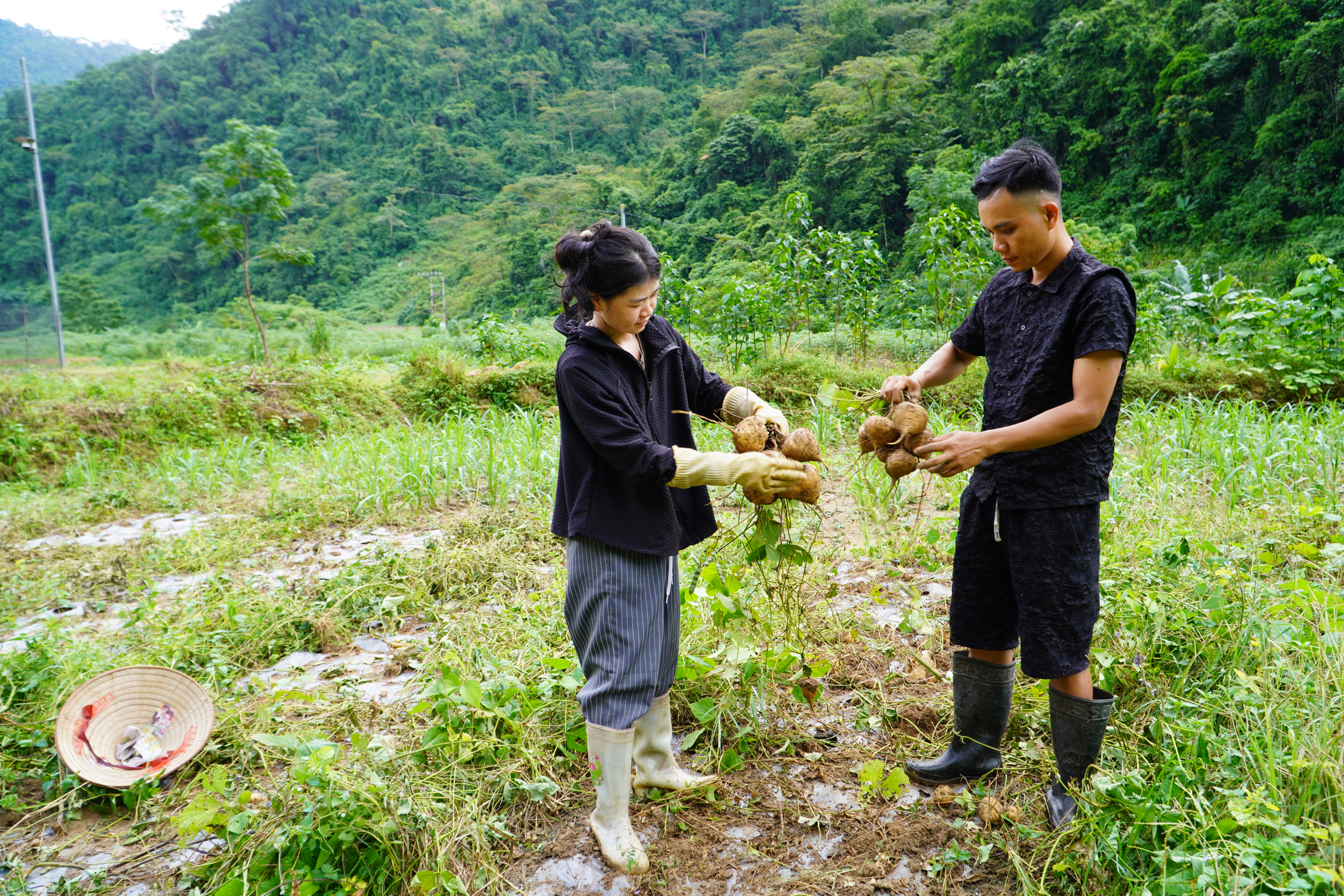   Thanh niên trẻ đưa Cây củ đậu  về trồng tại xã Tùng Bá