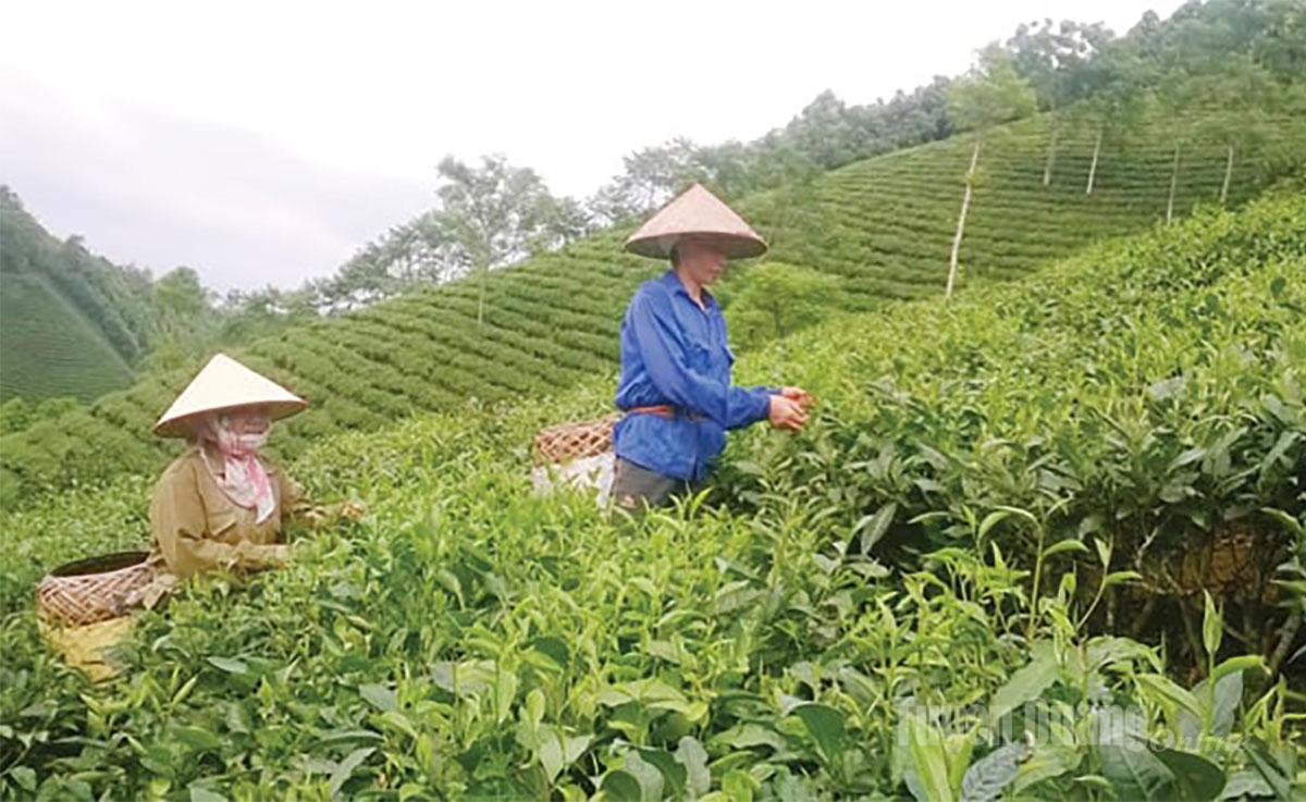 Hồi sinh “vàng xanh” Trung Long