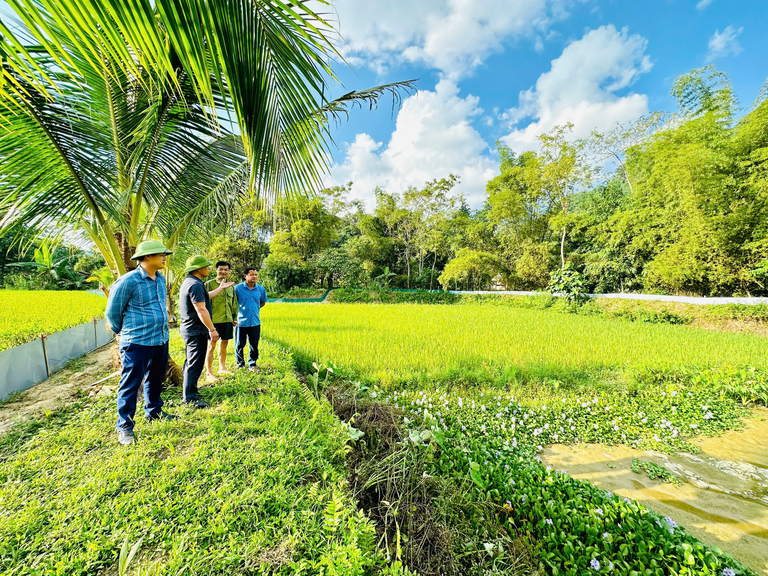 Chia sẻ kinh nghiệm, hướng dẫn kỹ thuật nuôi cua đồng