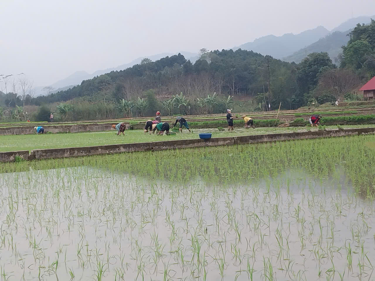 Nông dân Yên Thành hối hả gieo cấy lúa vụ Đông Xuân
