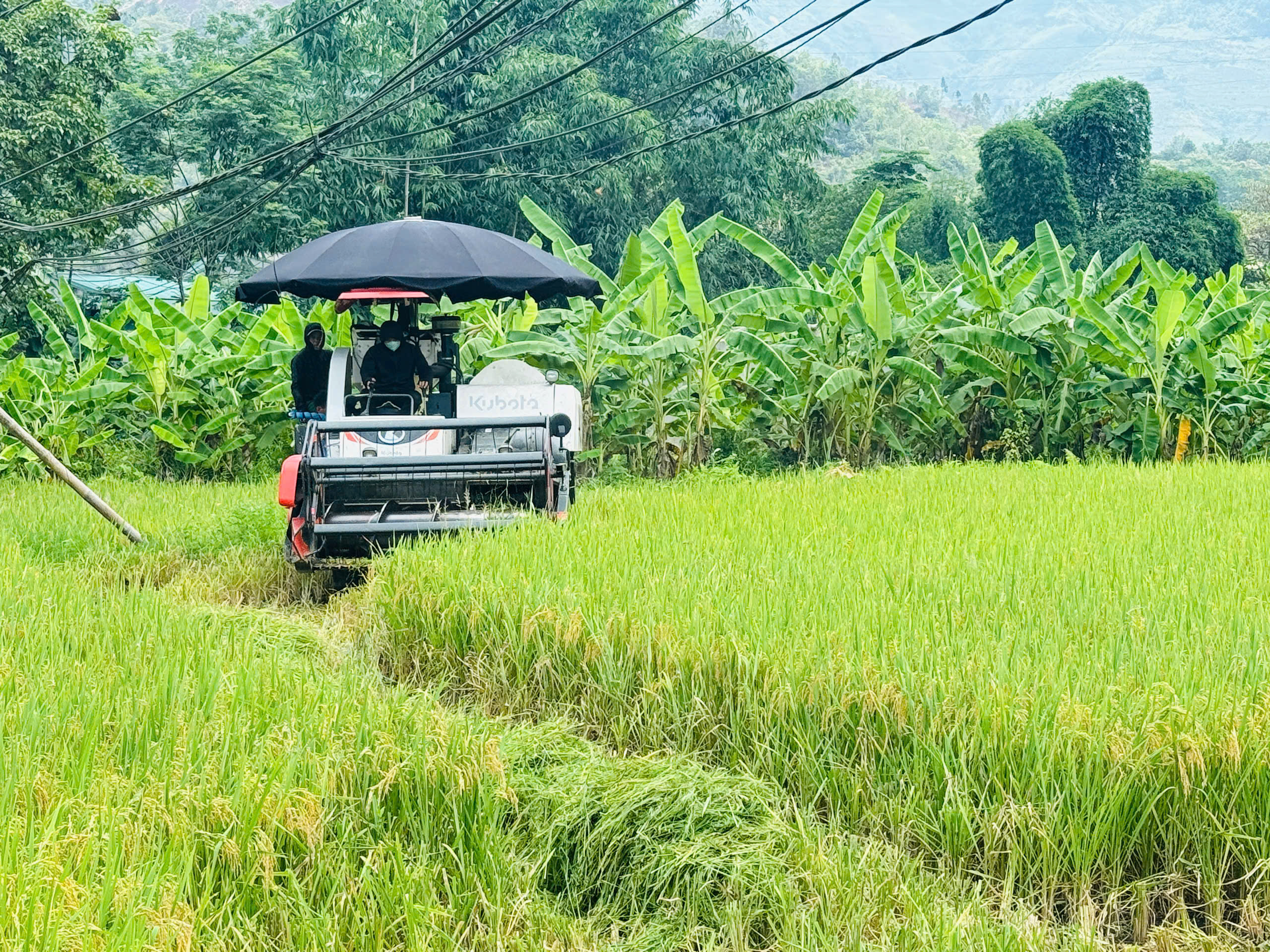 Bà con nông dân xã Thuận Hòa thu hoạch lúa vụ Xuân