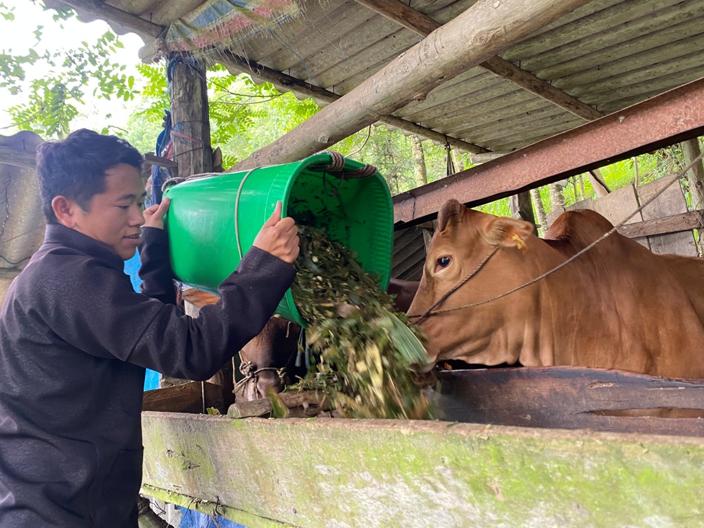 Chăn nuôi “đòn bẩy” giảm nghèo bền vững ở vùng cao Tuyên Quang