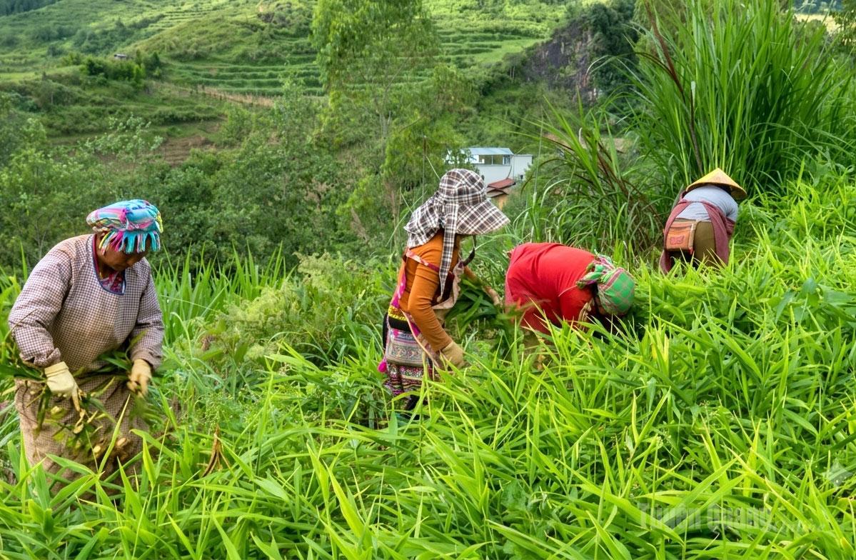 Xây dựng chuỗi giá trị nông sản 08:11, 29/07/2026