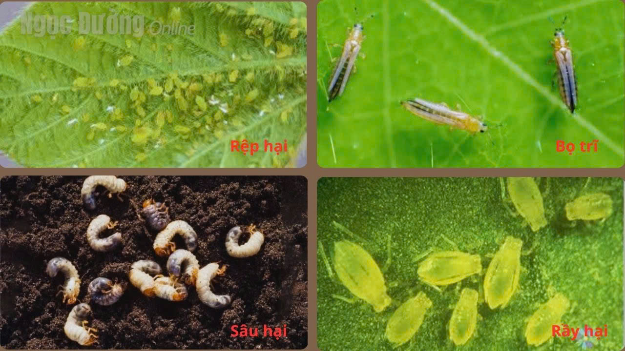 HƯỚNG DẪN PHÒNG TRỪ MỘT SỐ SÂU BỆNH HẠI CHÍNH TRÊN CÂY KHOAI TÂY