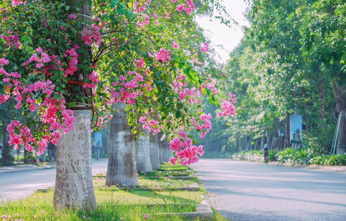 Tuyên Quang phân cấp quản lý công viên, cây xanh và mặt nước