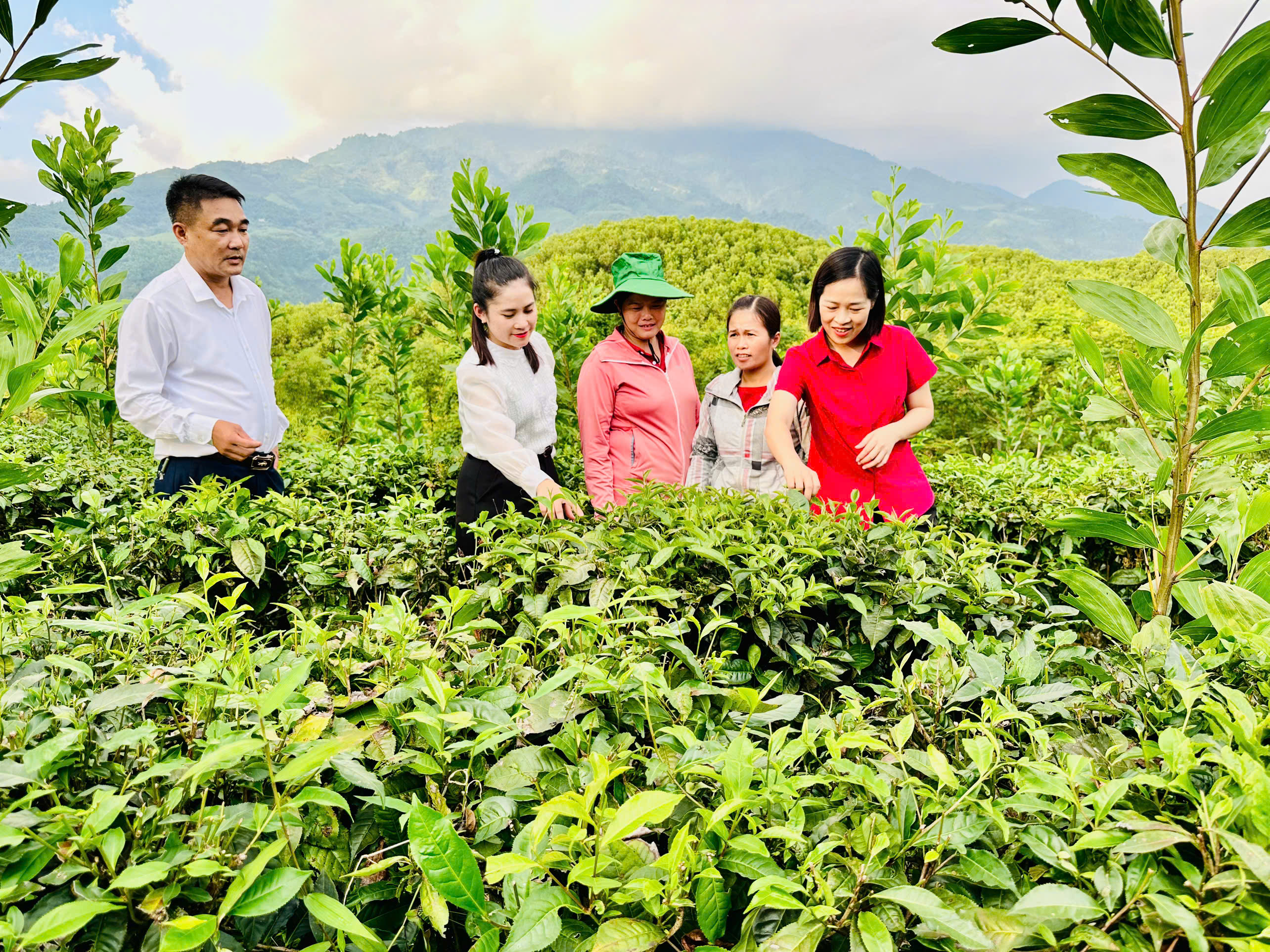 (Quang Bình – Tuyên Quang) Hội Liên hiệp Phụ nữ xã duy trì tổ liên kết chăm sóc chè, hỗ trợ hội viên phát triển kinh tế