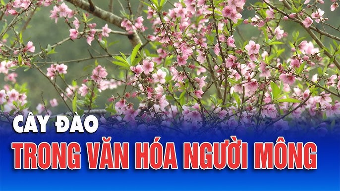 241ef7723f78a45cc0b9fb74fe9ba024