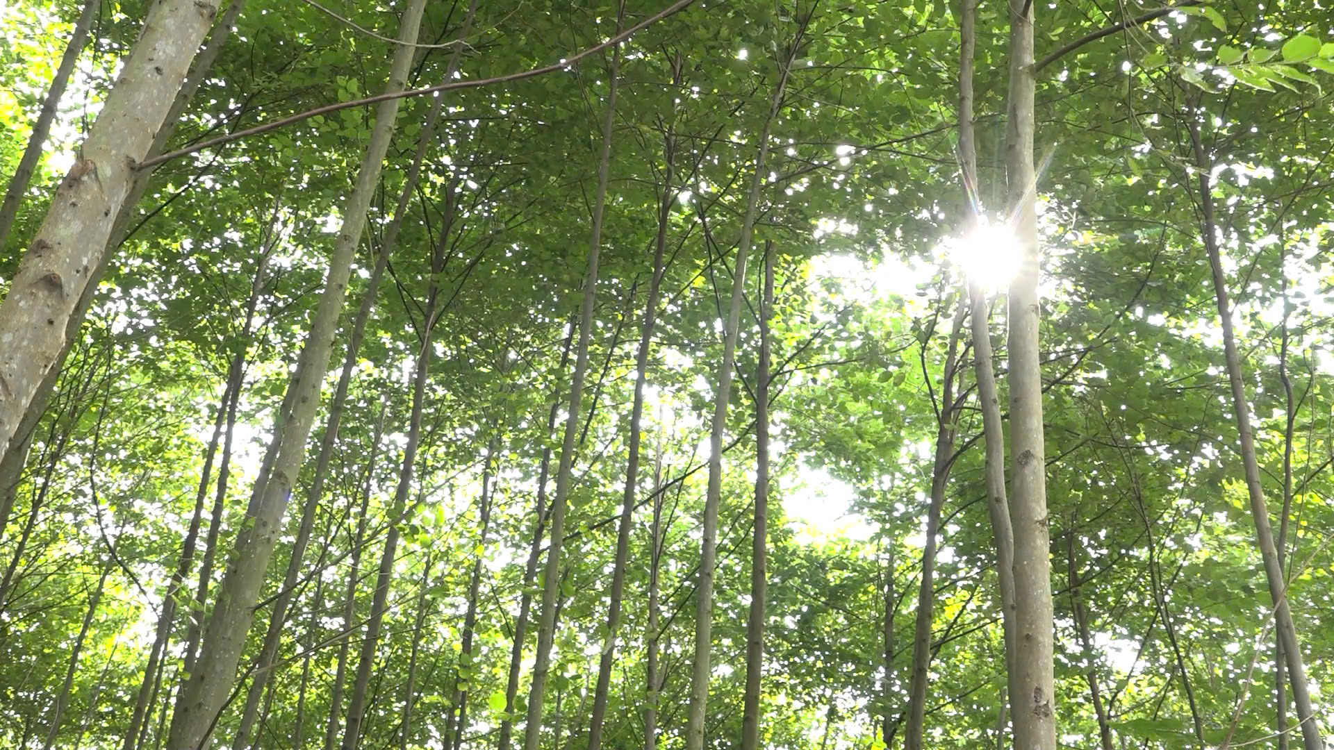 Kinh tế rừng mở hướng phát triển mới cho các địa phương vùng núi và thung lũng ven sông Lô