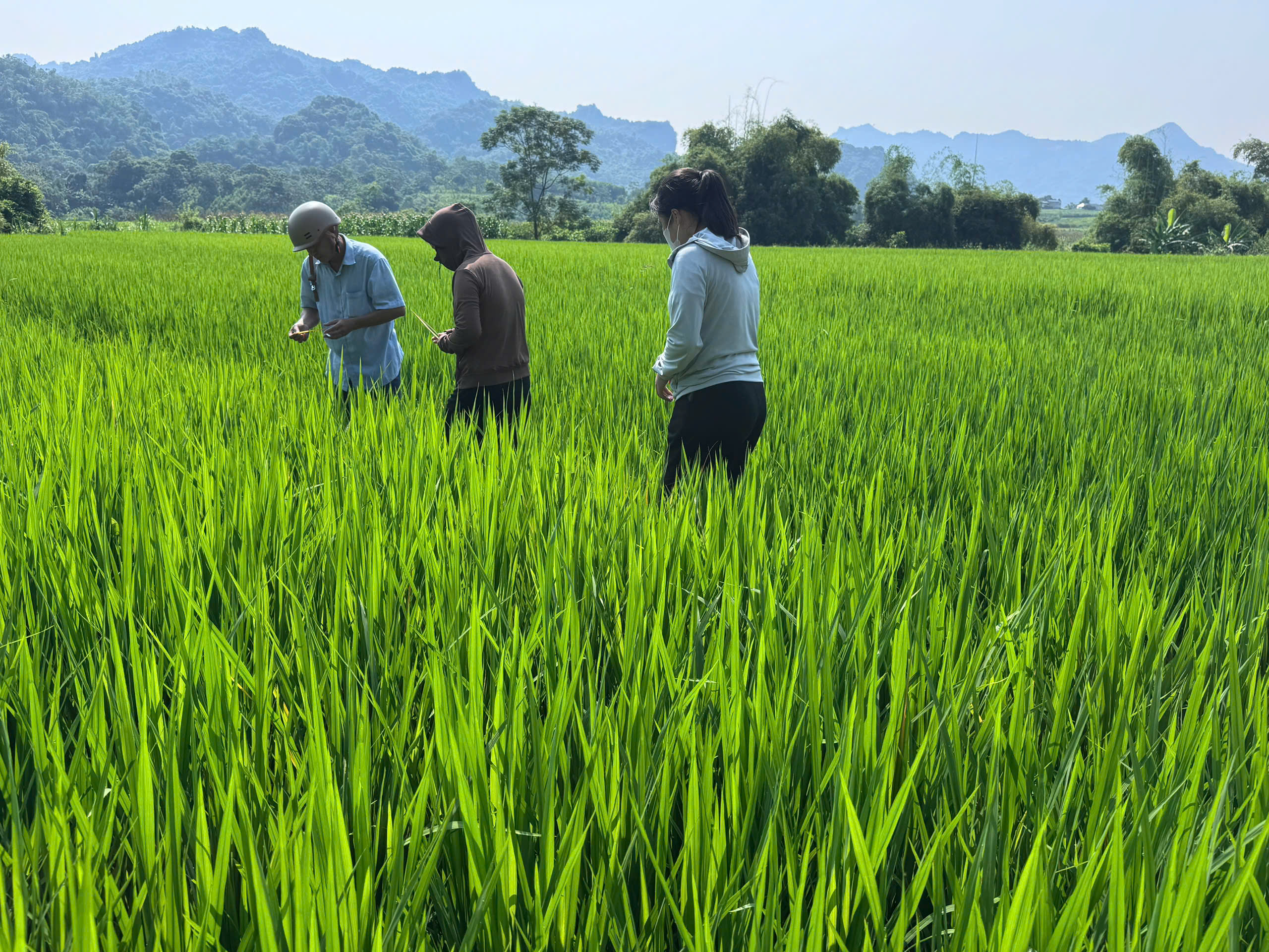 XÃ BÌNH XA TĂNG CƯỜNG THĂM ĐỒNG, CHỦ ĐỘNG PHÒNG TRỪ SÂU BỆNH, BẢO VỆ LÚA MÙA 