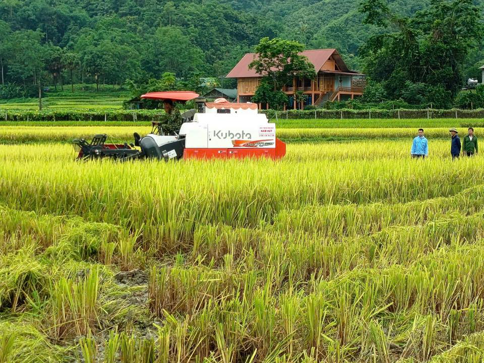 Nông dân xã Hòa An phấn khởi thu hoạch lúa vụ Xuân