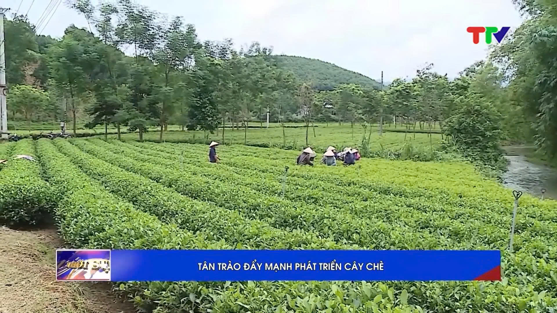TÂN TRÀO ĐẨY MẠNH PHÁT TRIỂN CÂY CHÈ 