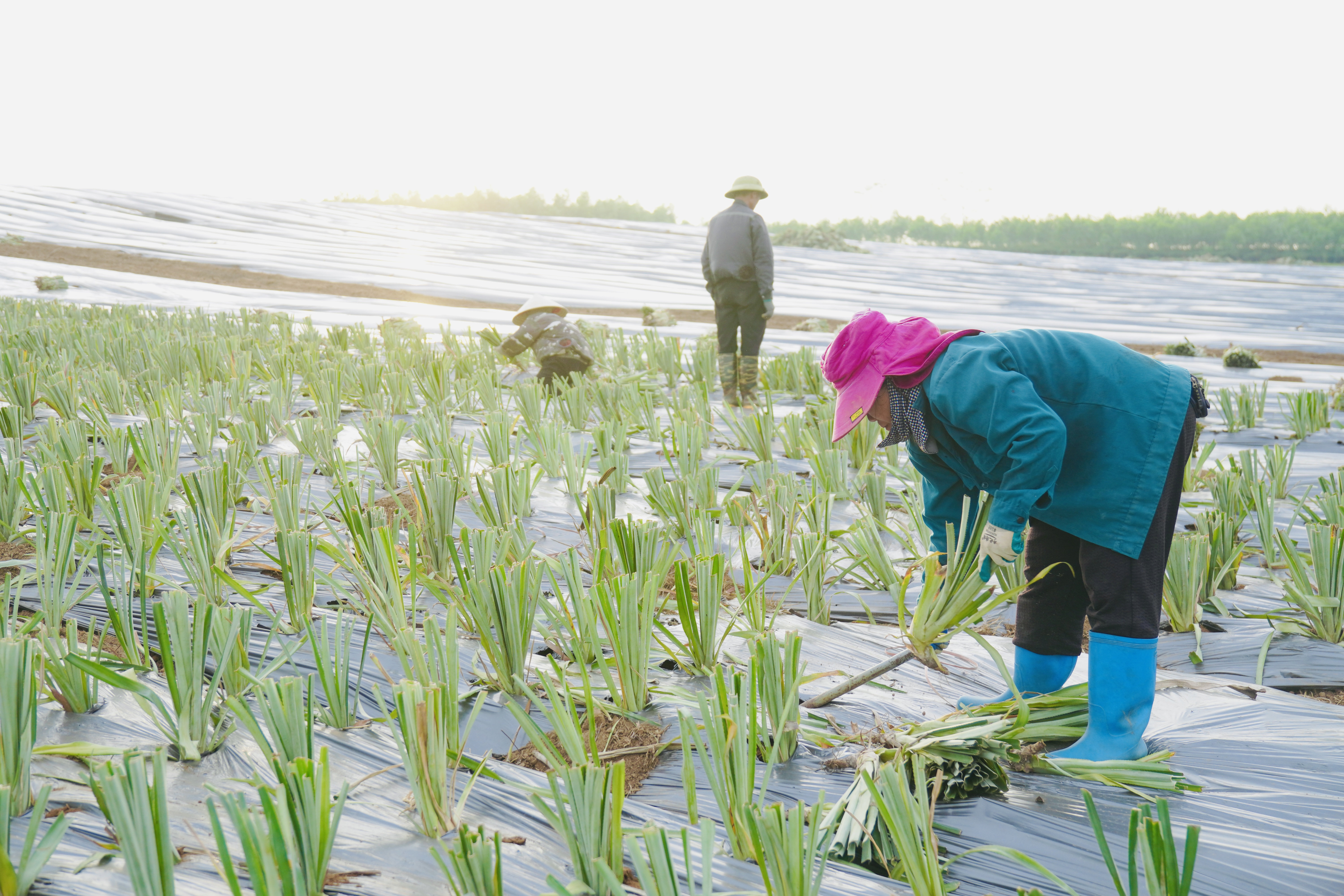 Sơn Dương triển khai mô hình trồng 10ha dứa liên kết với với Công ty Cổ phần Thực phẩm xuất khẩu Đồng Giao (DOVECO), tỉnh Ninh Bình