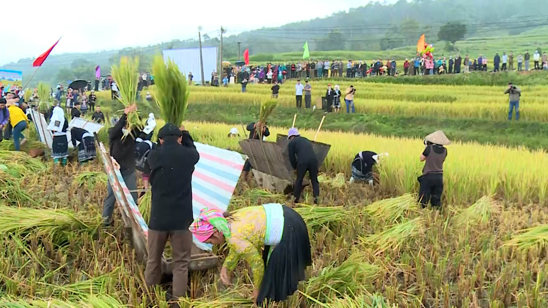 Hồng Thái chuẩn bị Lễ hội Mùa vàng 