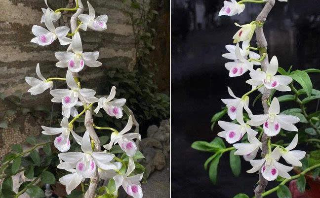 CẢNH BÁO NGUY CƠ BÙNG NỔ CÁC GIAO DỊCH LIÊN QUAN ĐẾN LAN ĐỘT BIẾN