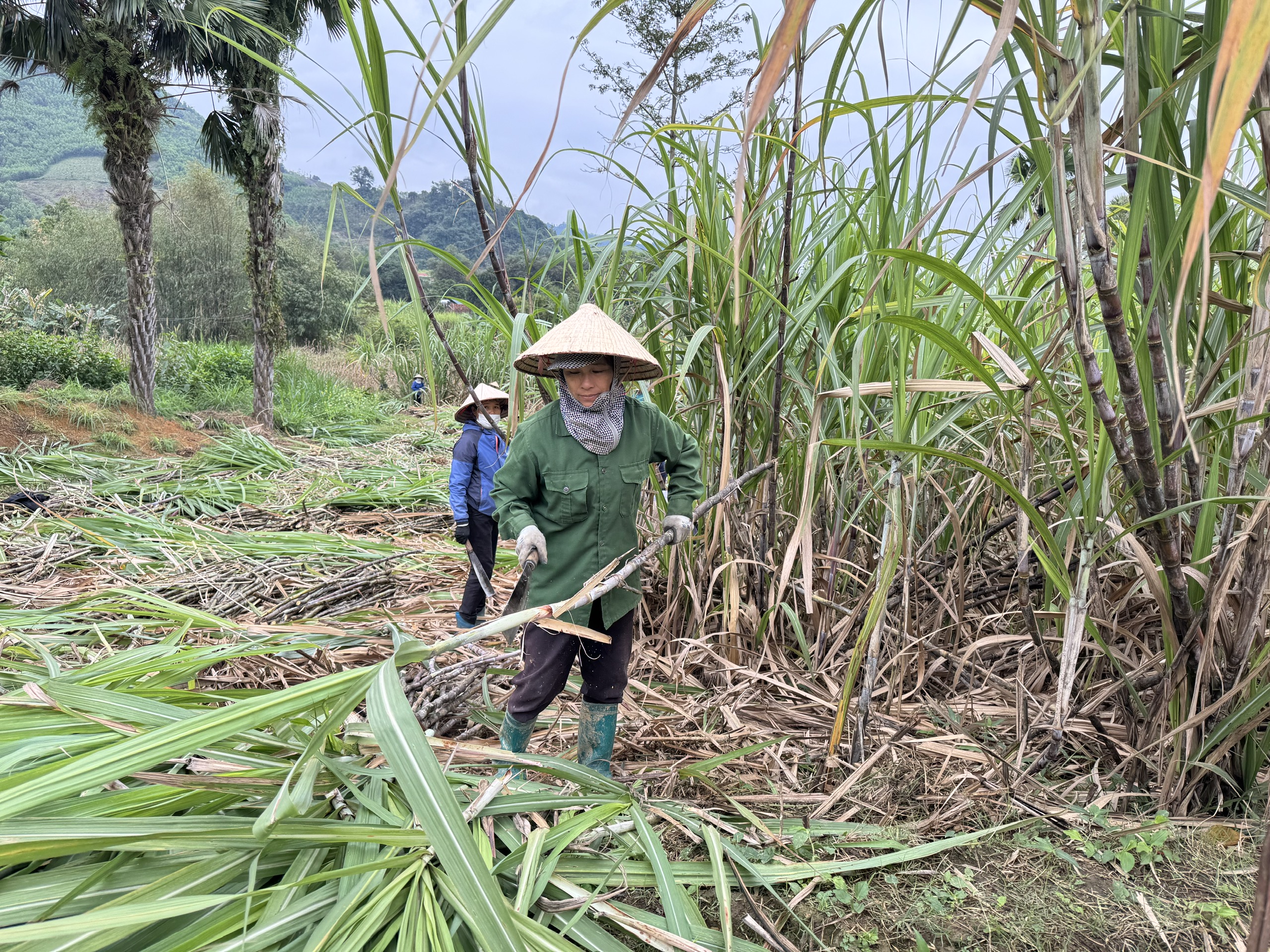 Nông dân Bình Xa phấn khởi thu hoạch mía niên vụ 2025-2026