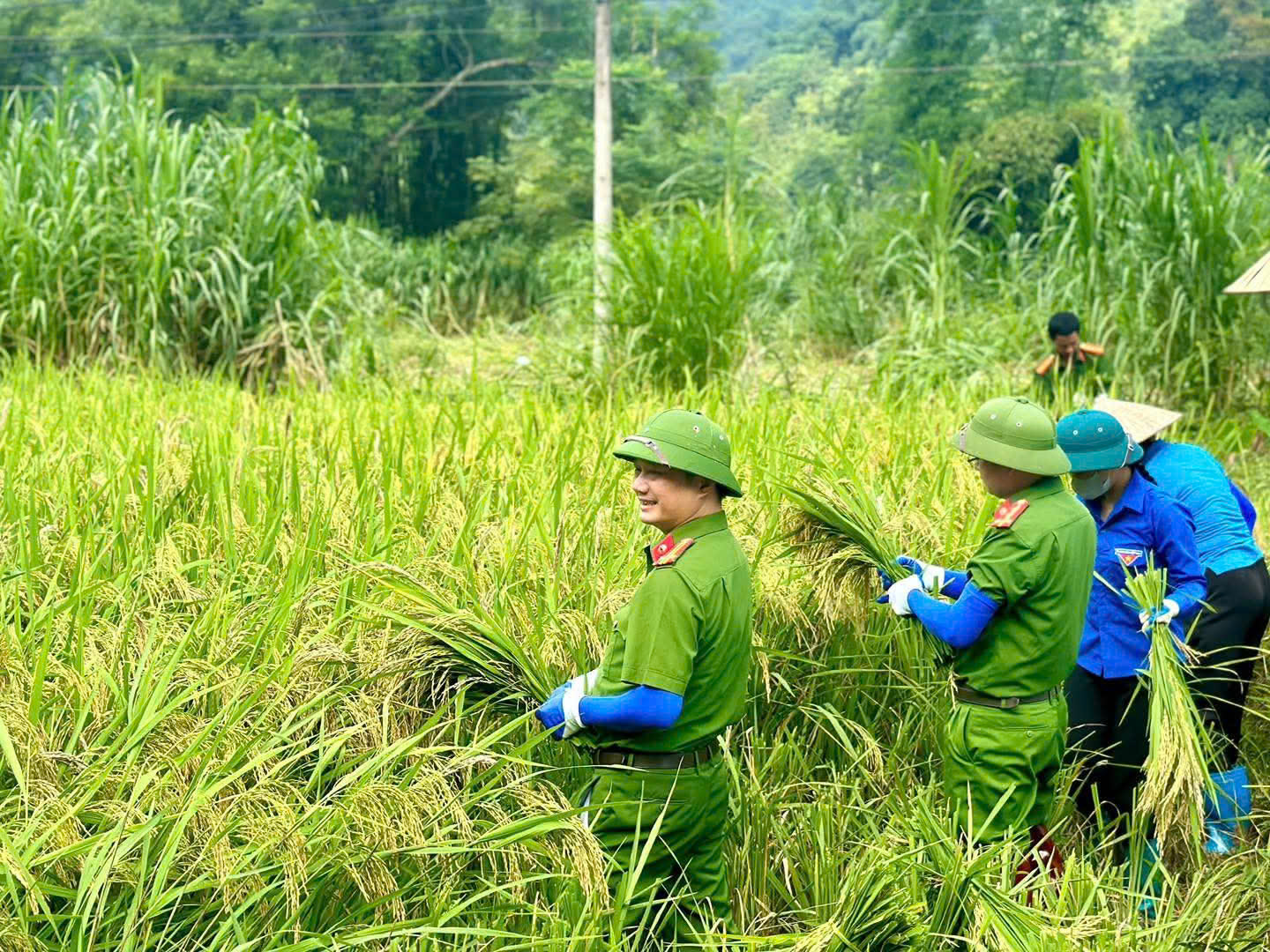 CÔNG AN CÙNG DÂN VÀO MÙA GẶT