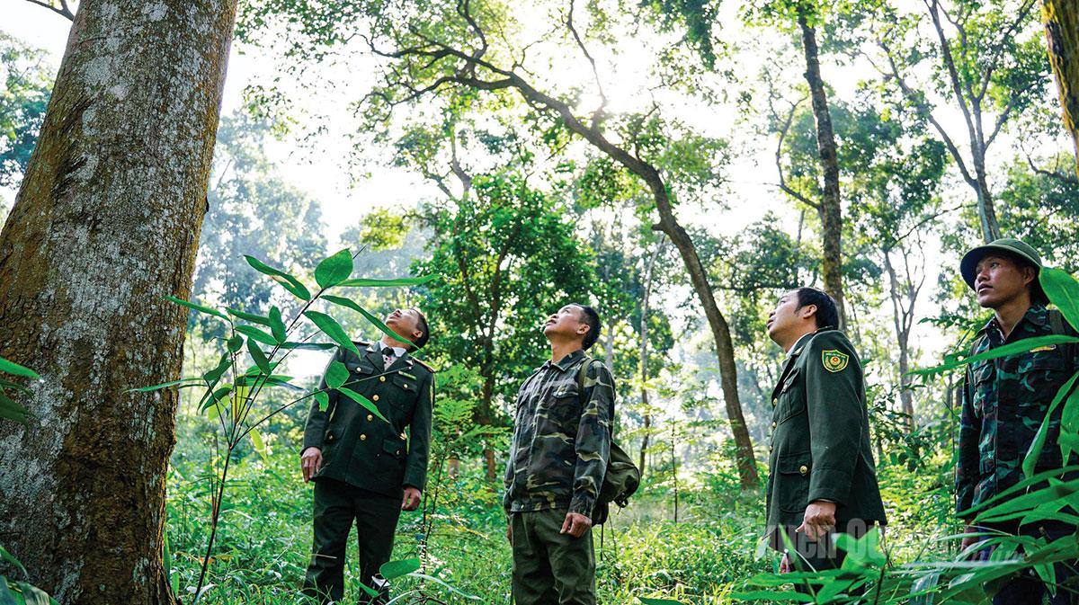 Thầm lặng giữ rừng Tân Trào