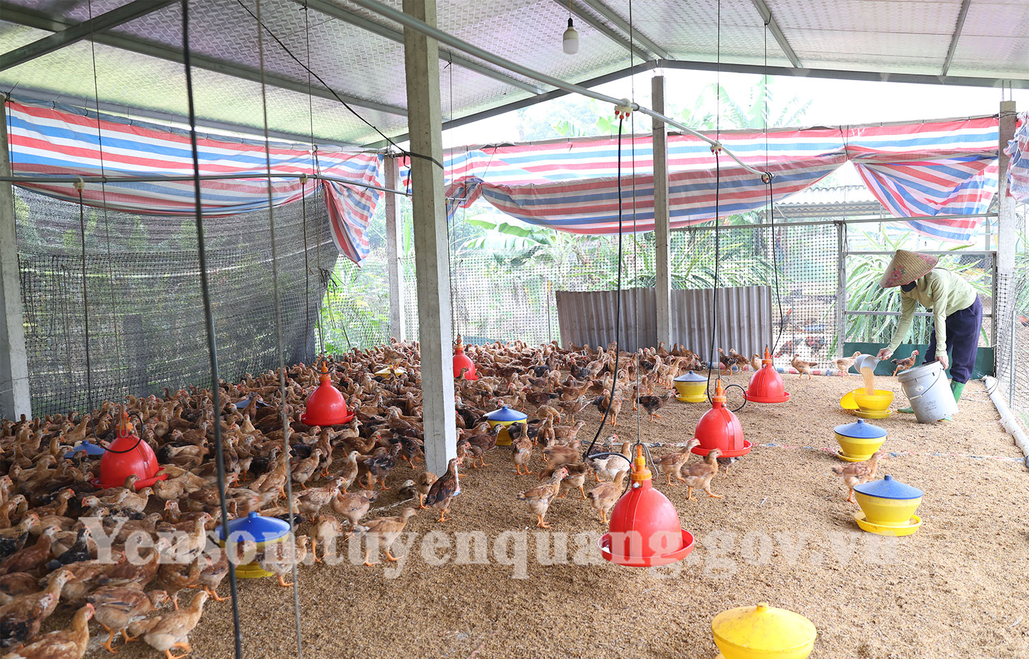 Liên kết chăn nuôi gà giống ở Yên Sơn