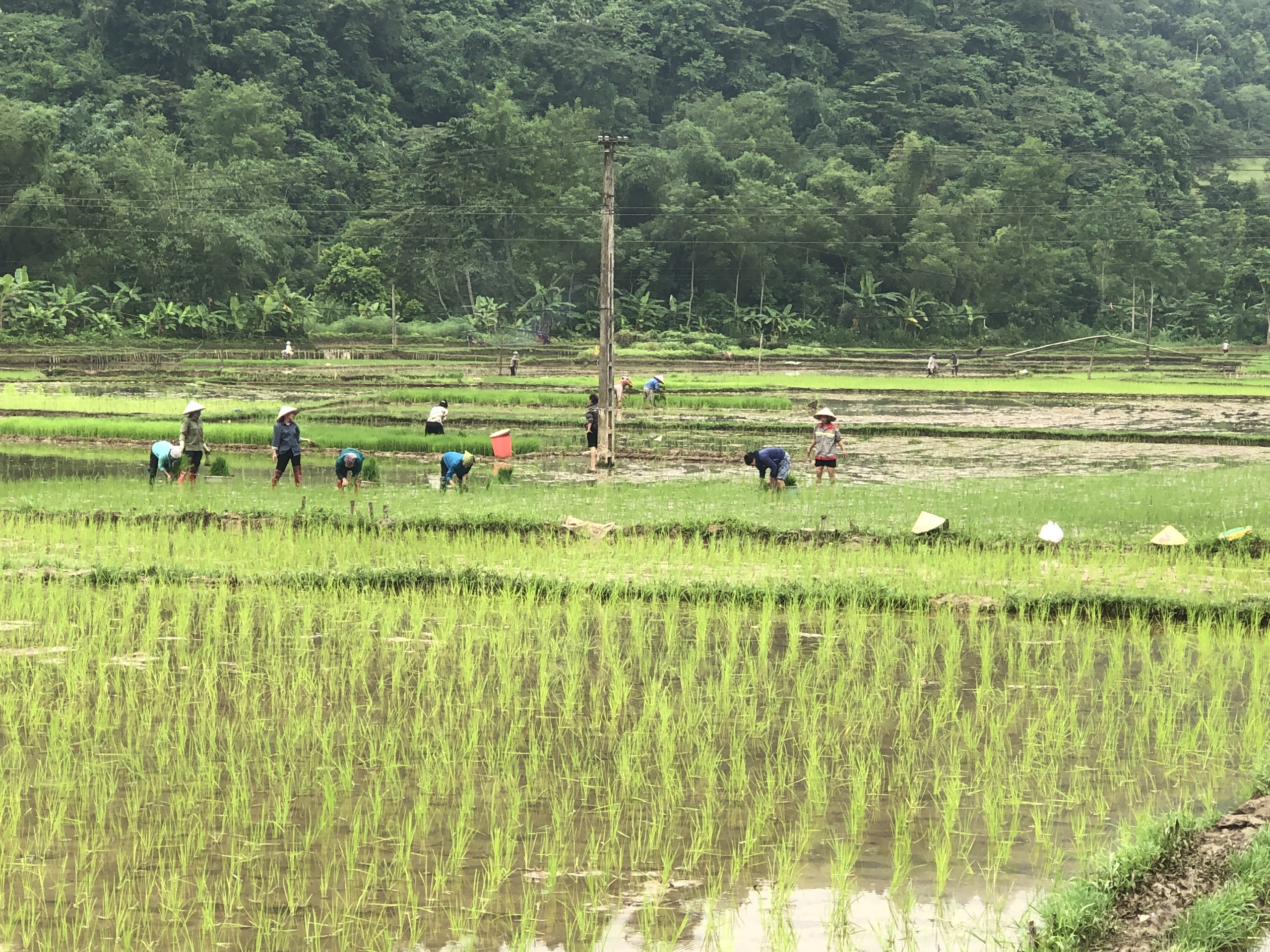 ỦY BAN NHÂN DÂN XÃ MINH NGỌC  TUYÊN TRUYỀN, VẬN ĐỘNG NHÂN DÂN ĐẨY NHANH  TIẾN ĐỘ SẢN XUẤT VỤ MÙA NĂM 2026